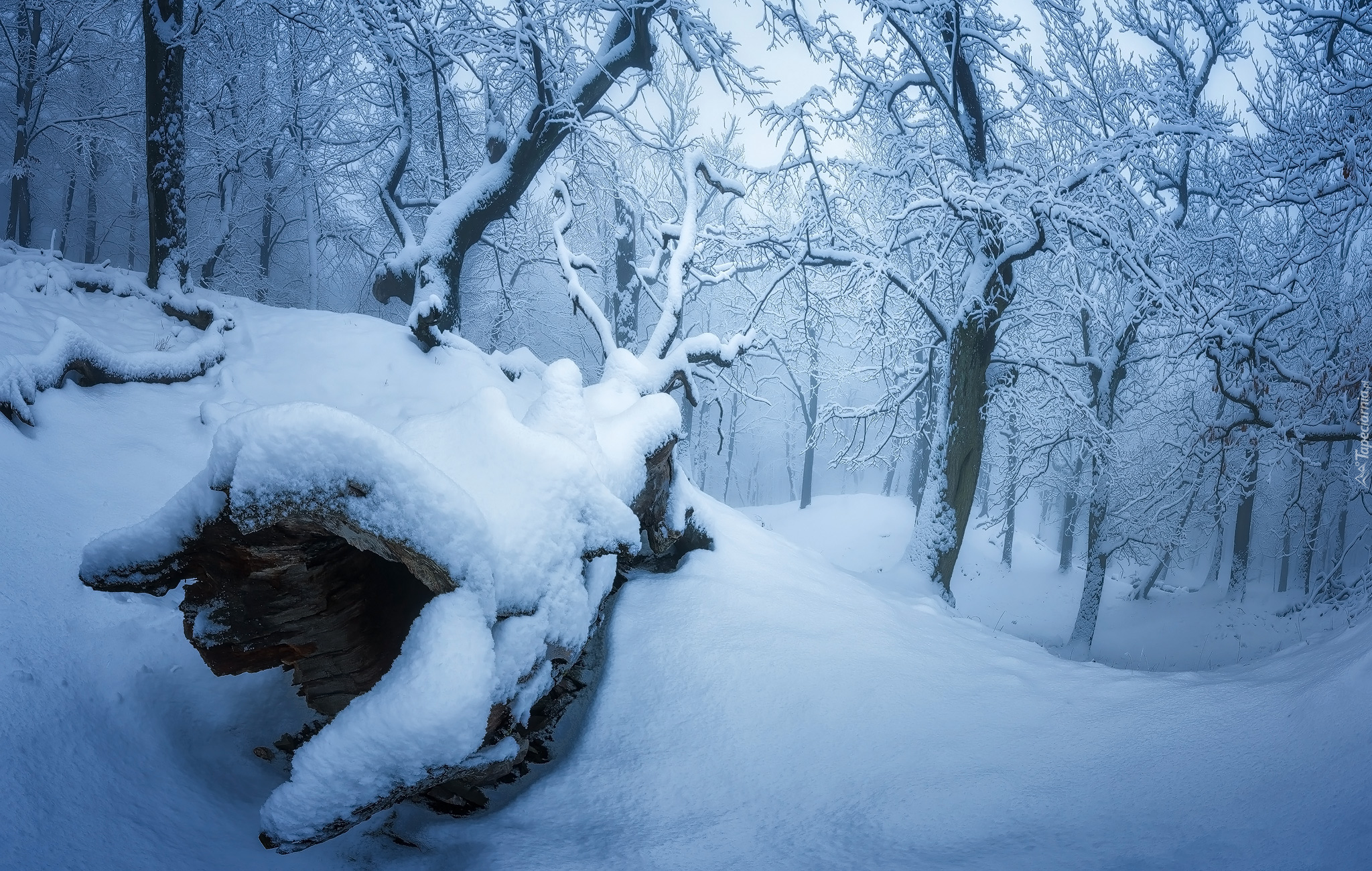Zima, Śnieg, Drzewa, Zaśnieżony, Las