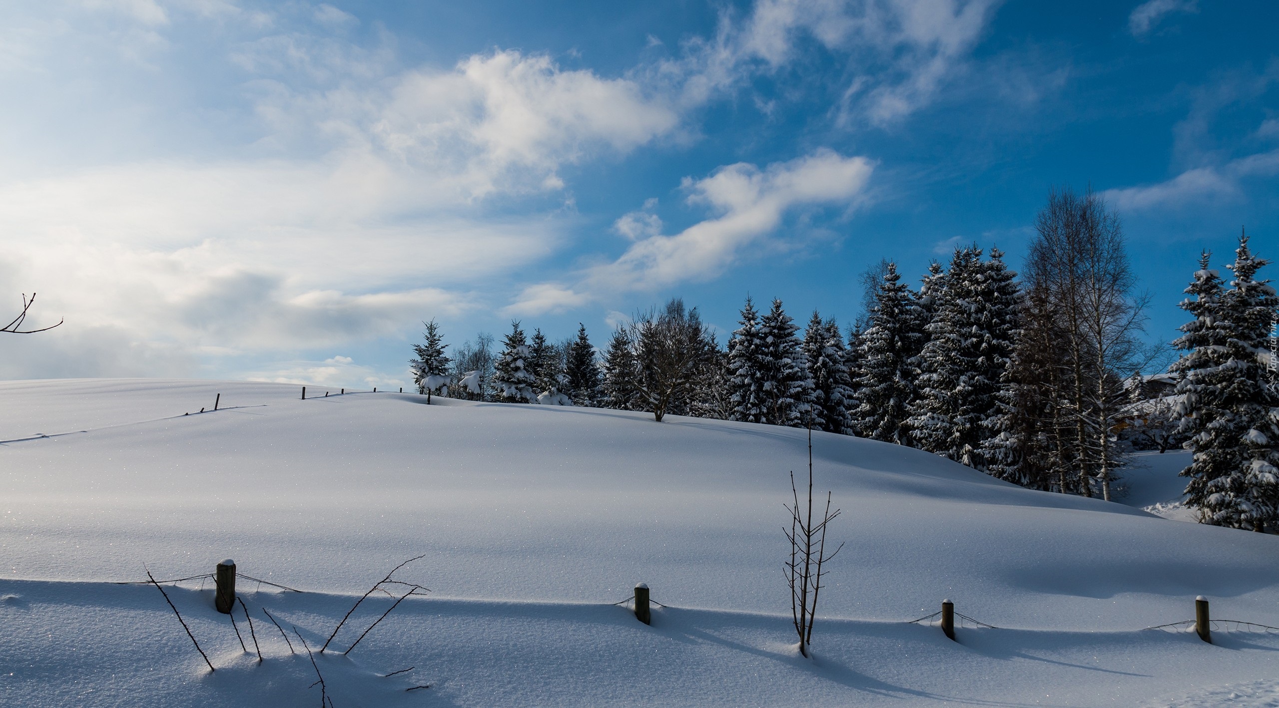 Zima, Pole, Drzewa, Śnieg