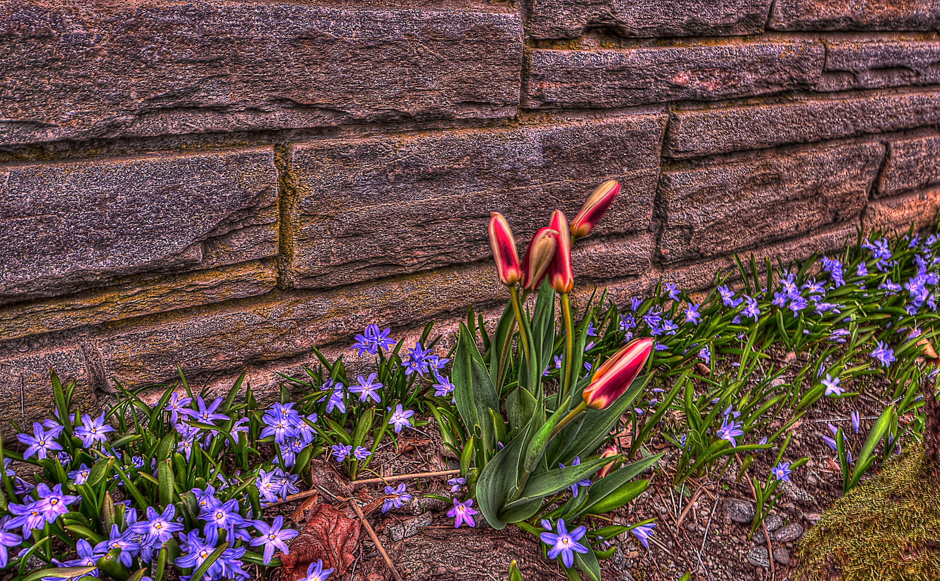 Mur, Tulipany, Śnieżnik lśniący, HDR