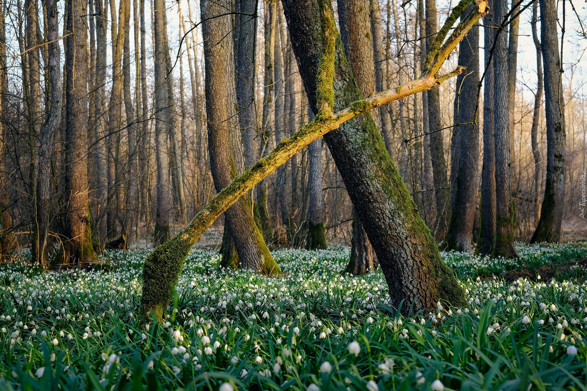 Las, Drzewa, Kwiaty, Śnieżyce