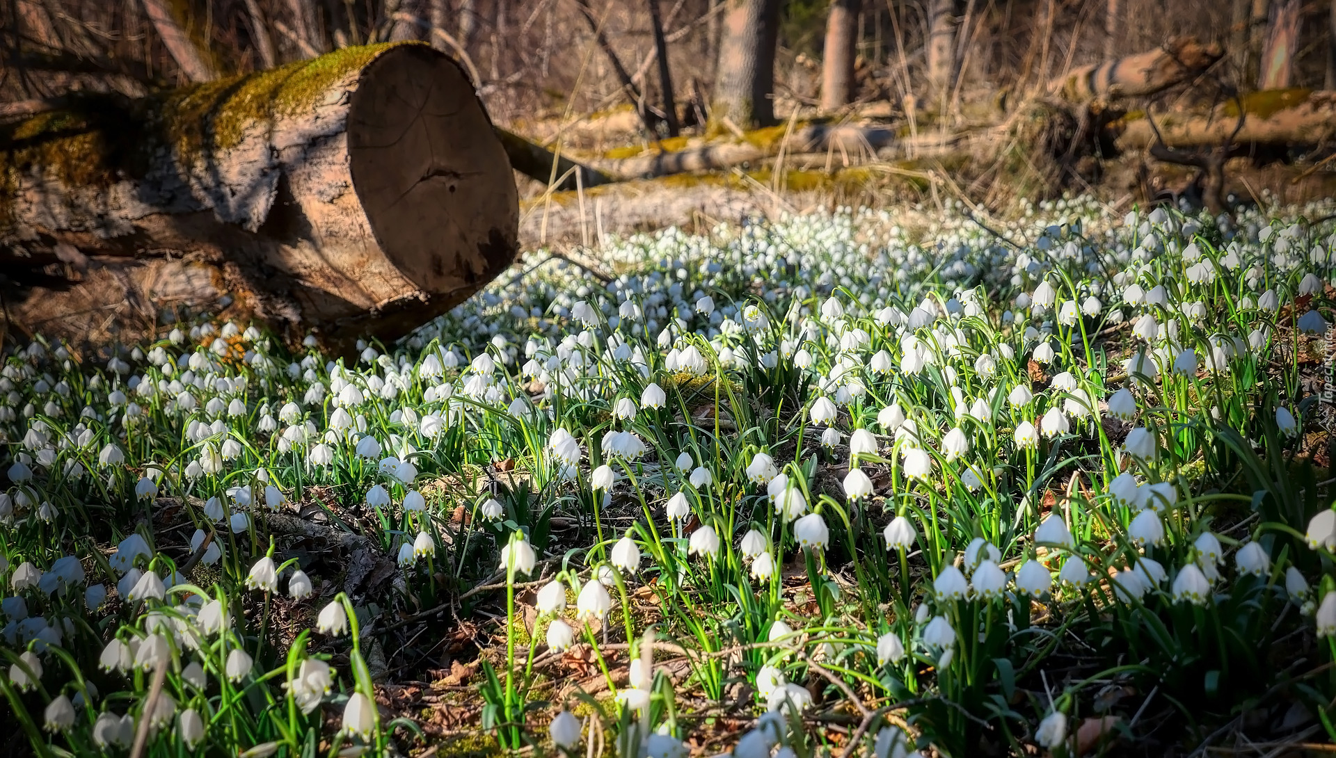 Kwiaty, Śnieżyce, Las, Drzewa, Konar