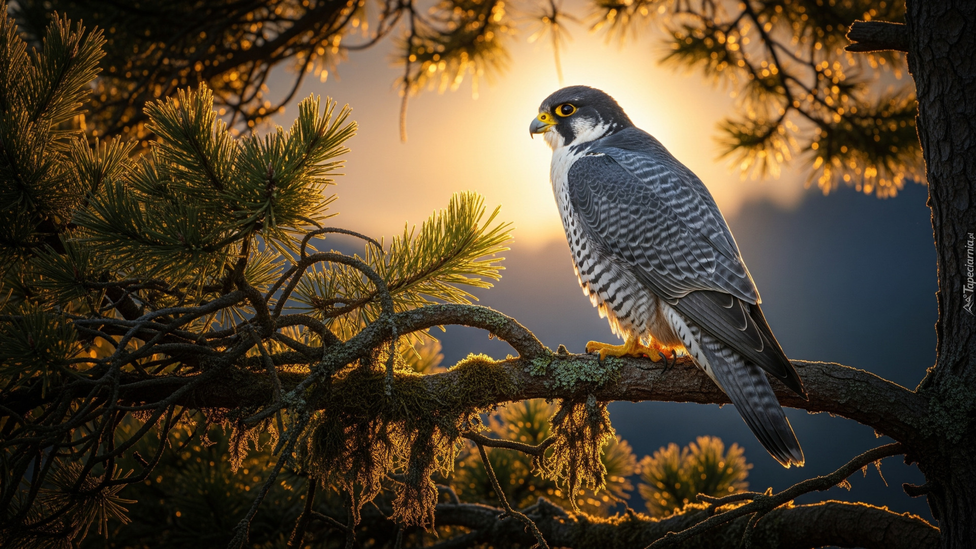 Ptak, Sokół wędrowny, Drzewo, Iglaste, Gałązki