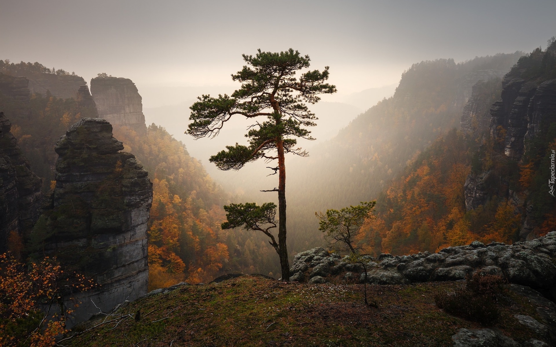 Park Narodowy Czeska Szwajcaria, Góry Połabskie, Ośnieżone, Skały, Sosna, Jesień, Wschód słońca, Czechy