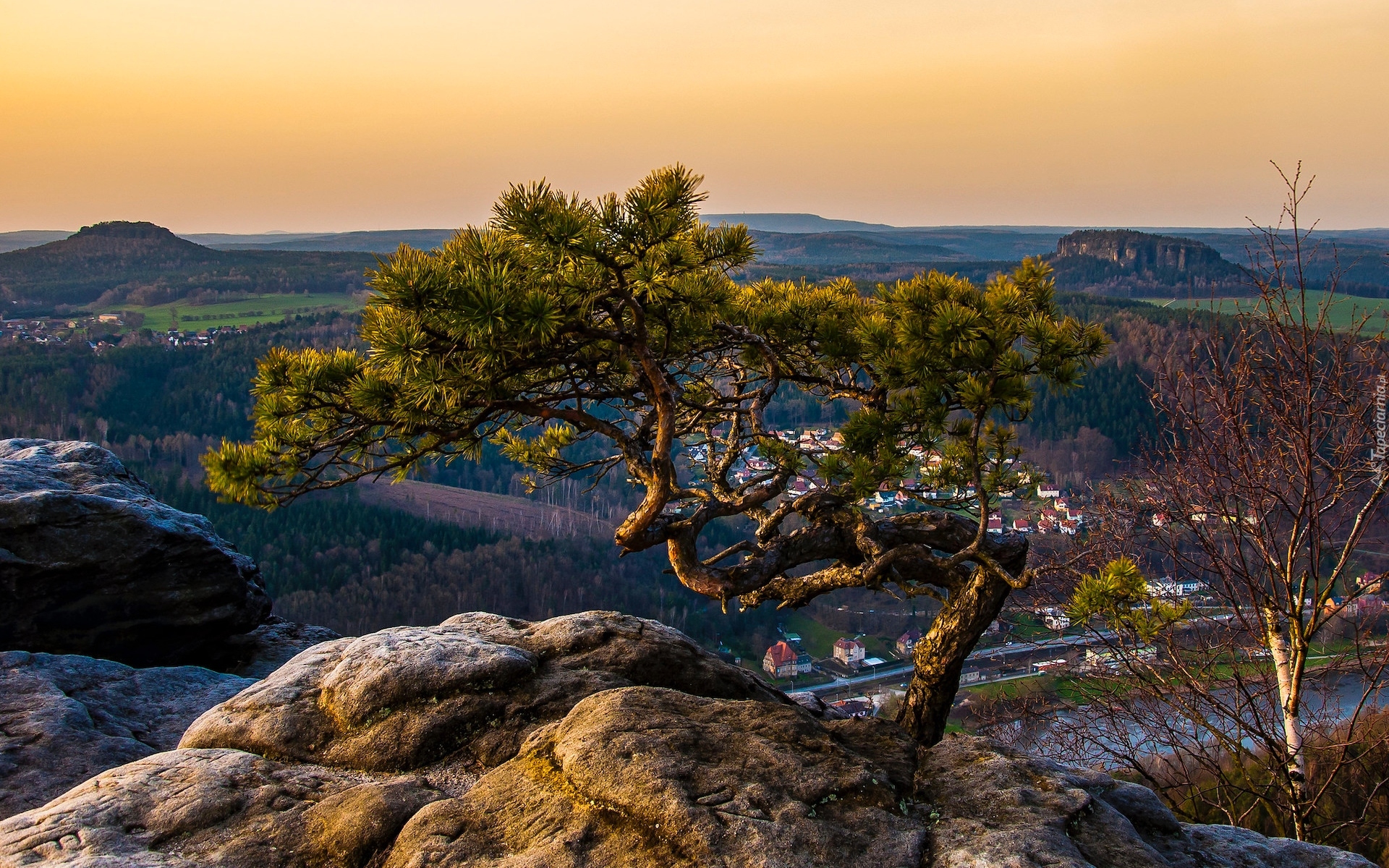 Niemcy, Saksonia, Park Narodowy Saskiej Szwajcarii, Góry Połabskie, Góra Lilienstein, Wschód słońca, Drzewo, Sosna, Skała