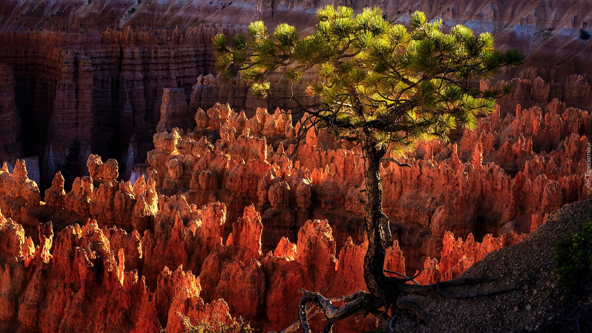 Stany Zjednoczone, Utah, Park Narodowy Bryce Canyon, Kanion, Skały, Sosna