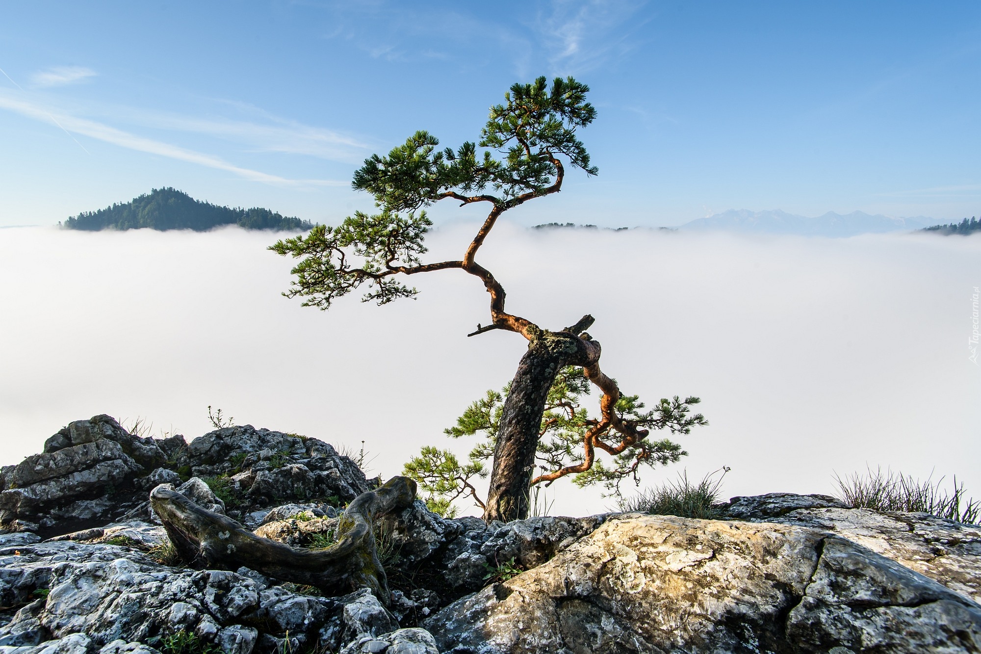 Góry, Pieniny, Szczyt, Sokolica, Pieniński Park Narodowy, Polska, Skały, Drzewo, Sosna, Mgła