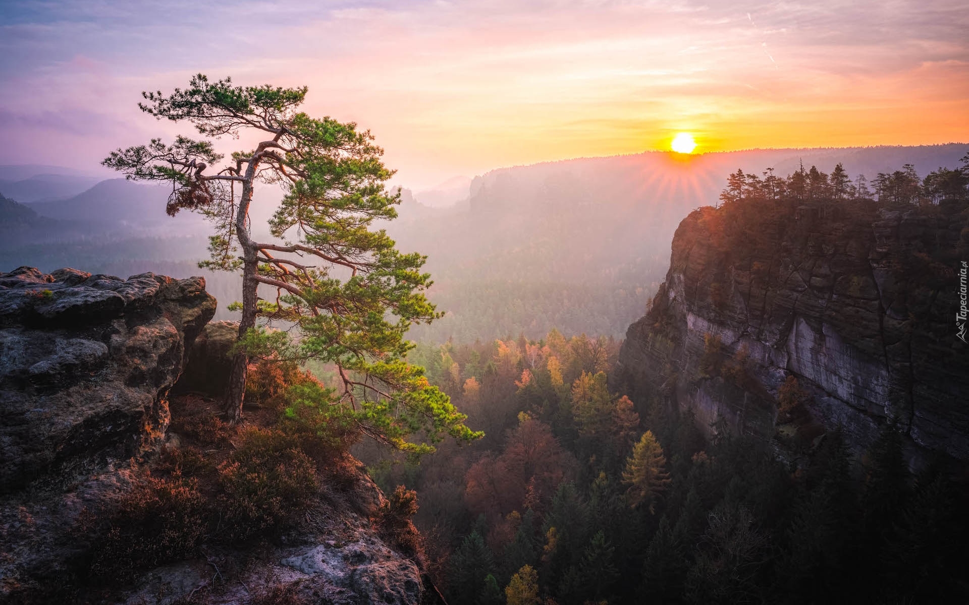 Niemcy, Park Narodowy Saskiej Szwajcarii, Góry Połabskie, Wschód słońca, Skały, Drzewa, Sosna