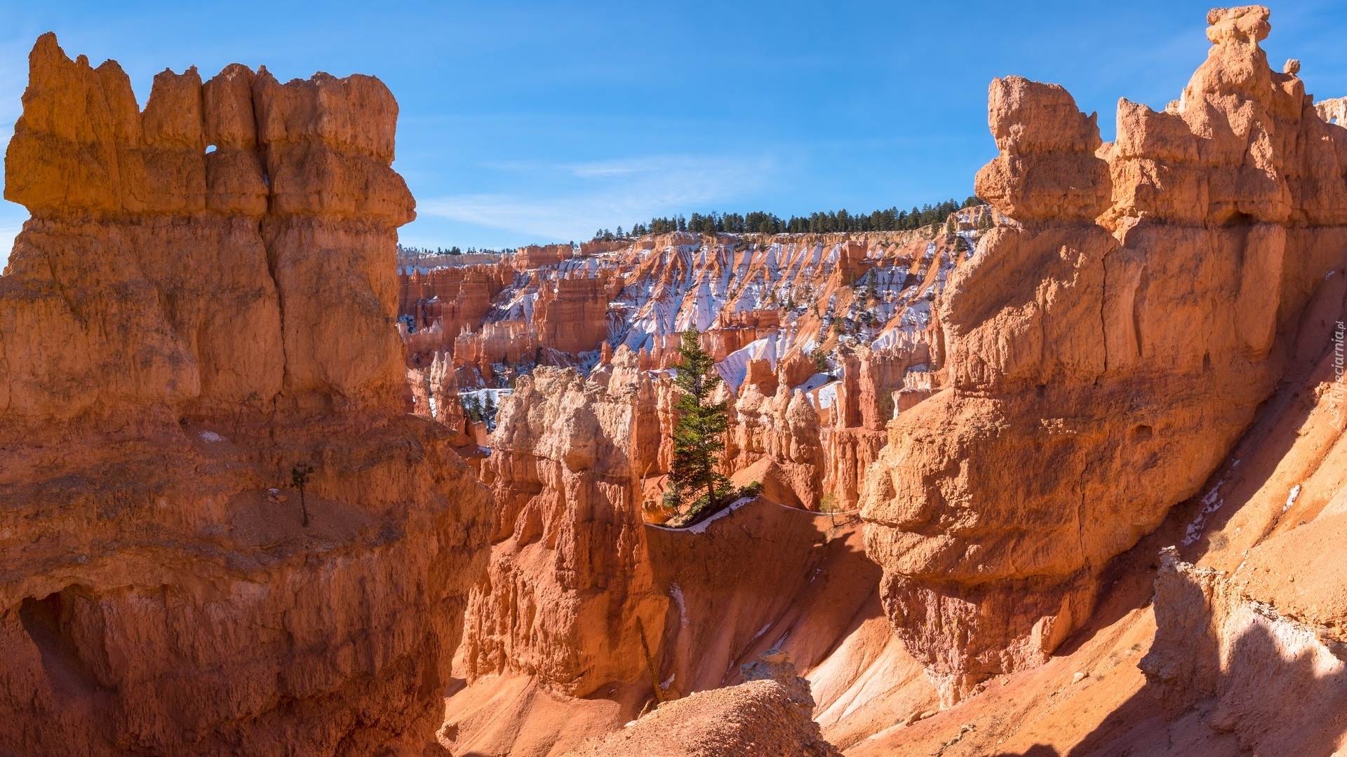 Stany Zjednoczone, Utah, Park Narodowy Bryce Canyon, Skały, Roślinność, Drzewo