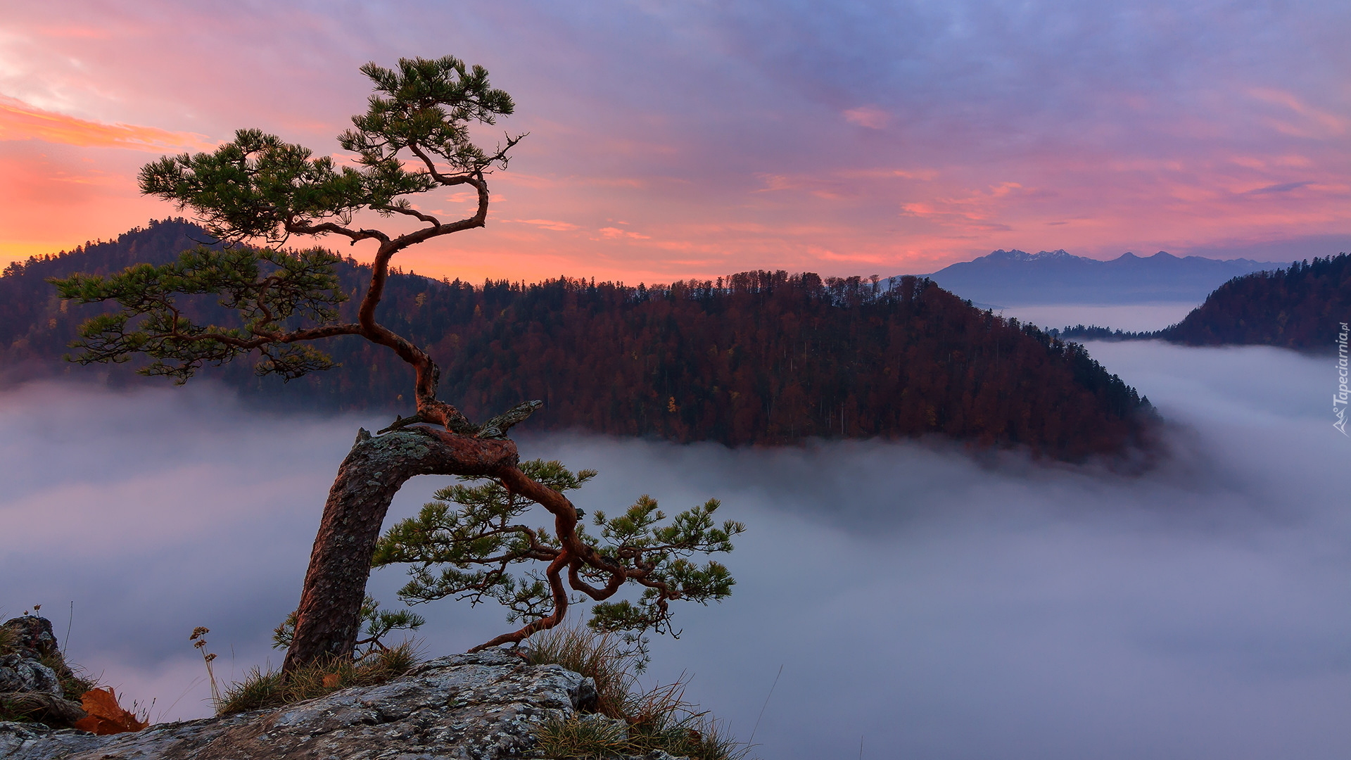 Wschód słońca, Góry, Pieniny, Szczyt, Sokolica, Pieniński Park Narodowy, Polska, Skały, Drzewo, Sosna, Mgła