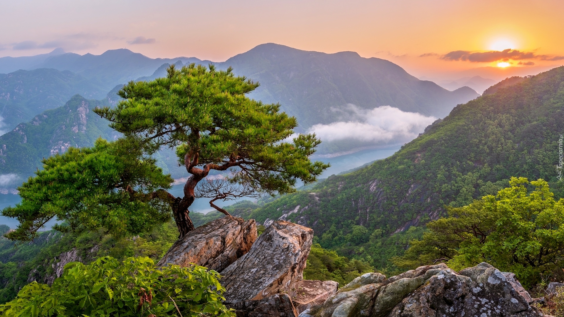 Góry, Skały, Rzeka, Drzewo, Sosna, Mgła, Wschód słońca, Korea Południowa