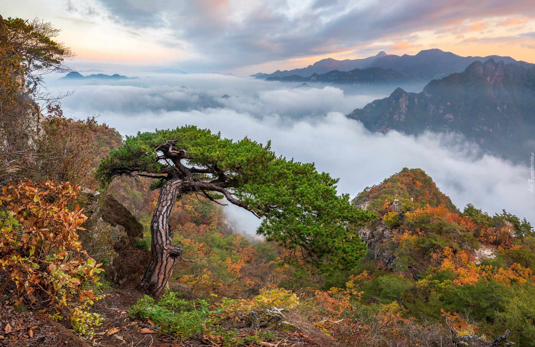 Góry, Skały, Roślinność, Chmury, Mgła, Sosna, Góra Woraksan, Korea Południowa