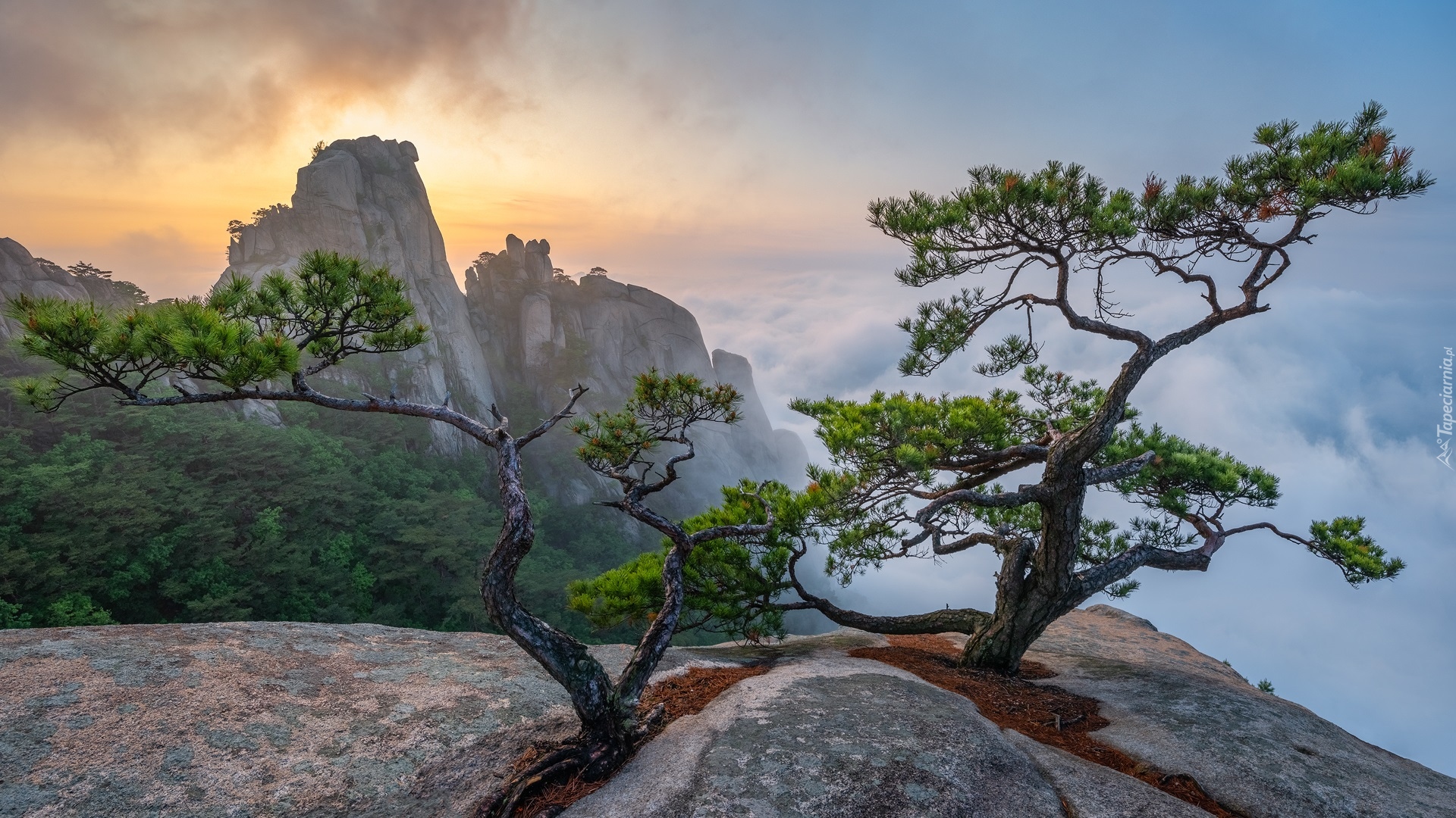 Góry, Skały, Sosny, Słoneczne światło, Mgła, Park Narodowy Bukhansan, Prowincja Gyeonggi, Korea Południowa