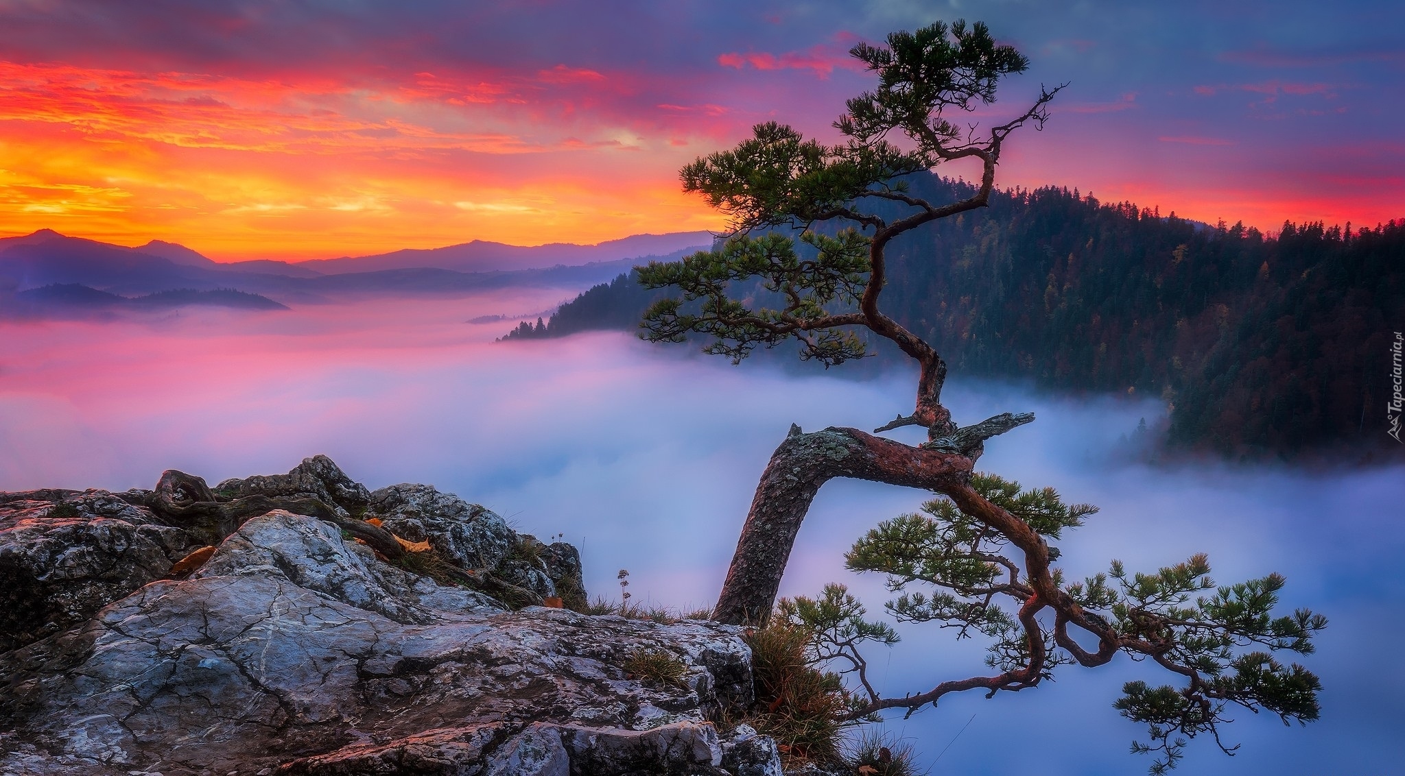 Polska, Góry Pieniny, Szczyt Sokolica, Pieniński Park Narodowy, Zachód słońca, Mgła, Skały, Drzewo, Sosna