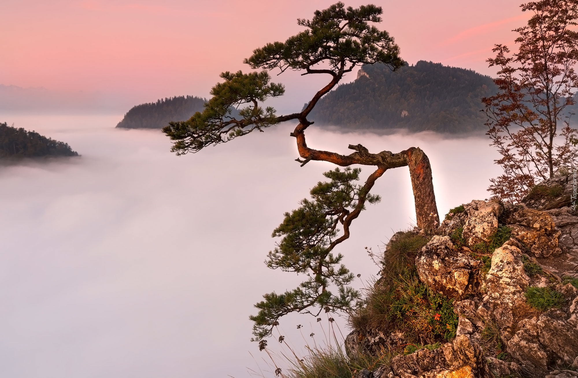 Sosna, Góry, Skała, Mgła, Szczyt, Sokolica, Pieniny, Pieniński Park Narodowy, Polska