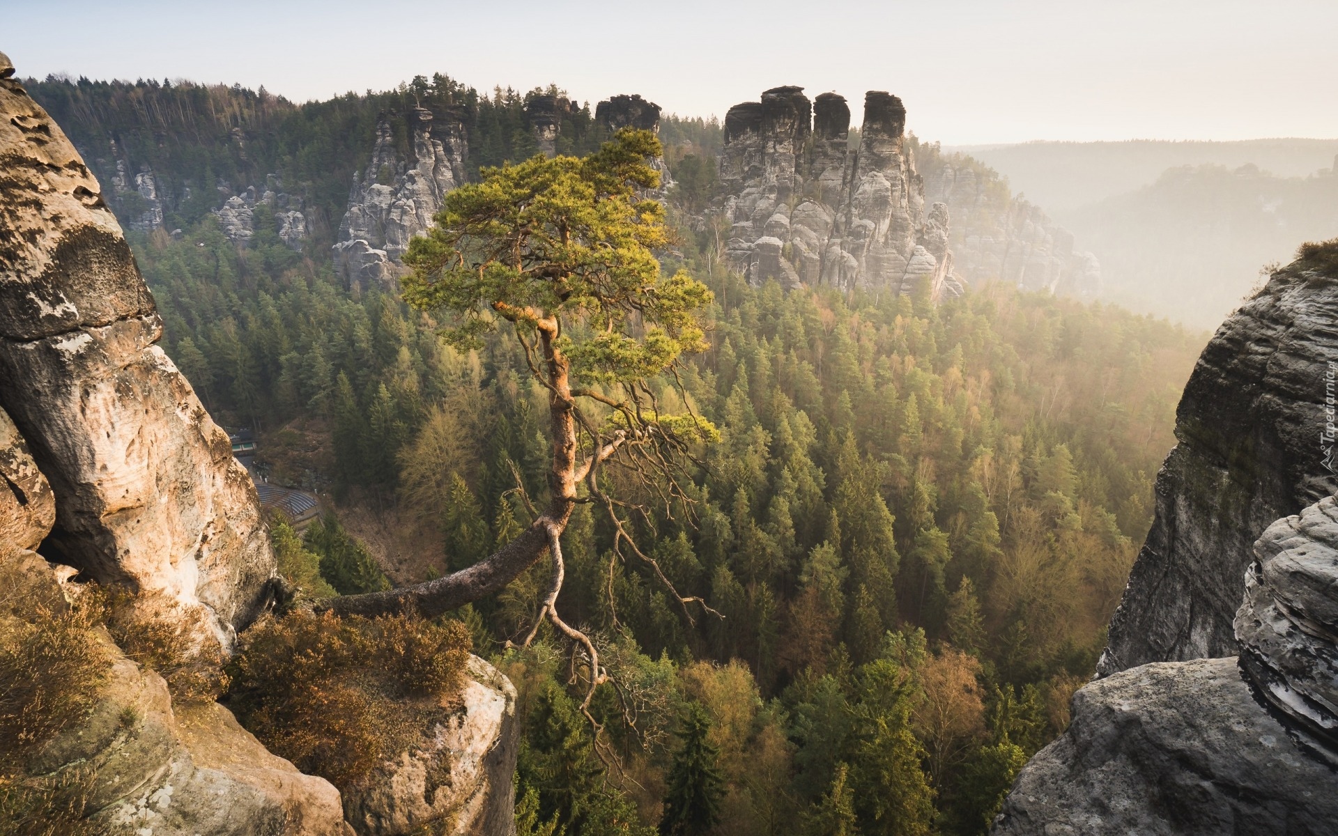 Park Narodowy Saskiej Szwajcarii, Skały Bastei, Góry Połabskie, Lasy, Sosna, Niemcy