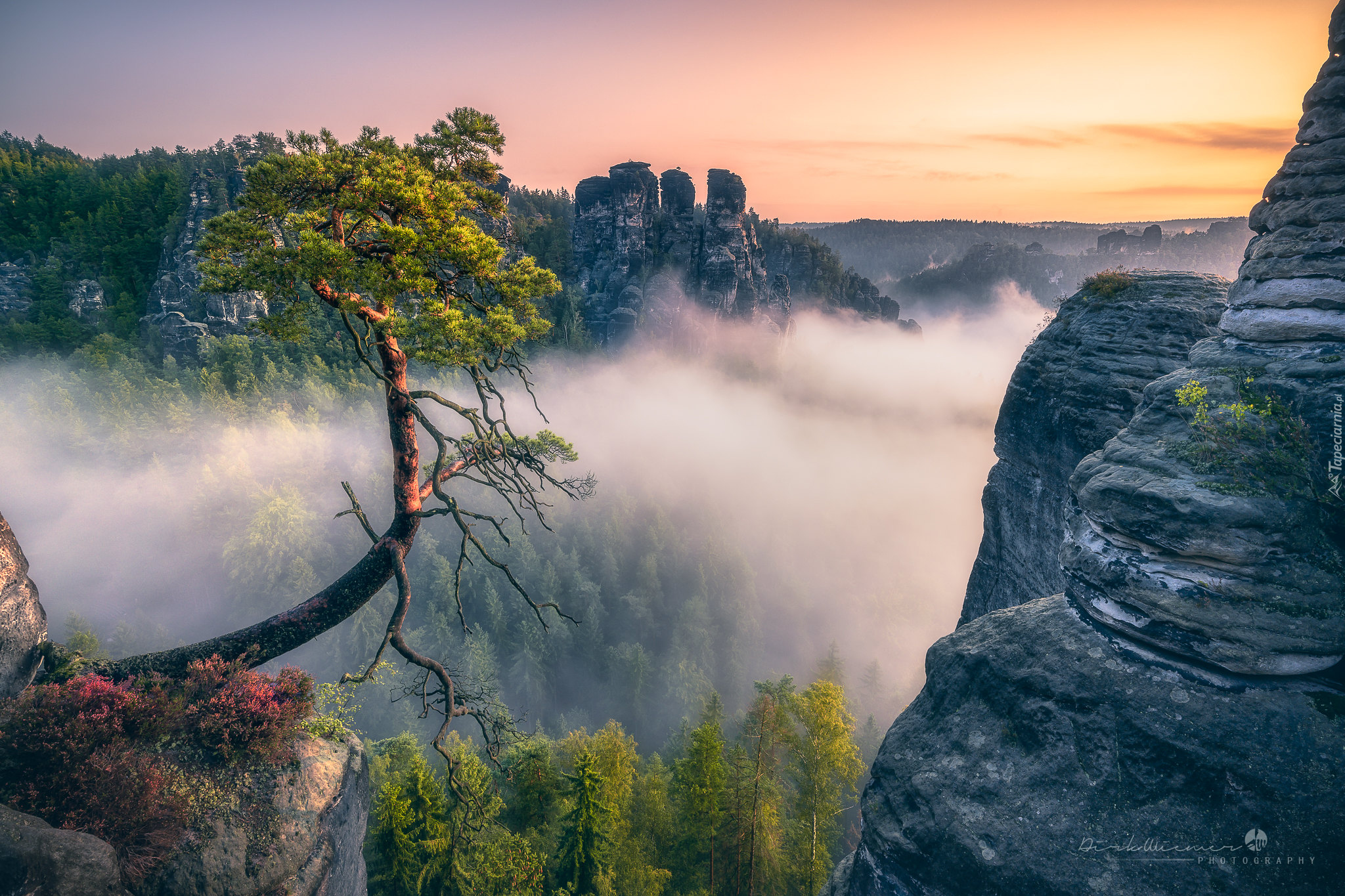 Park Narodowy Saskiej Szwajcarii, Skały, Formacja Bastei, Góry Połabskie, Lasy, Wschód słońca, Sosna, Niemcy