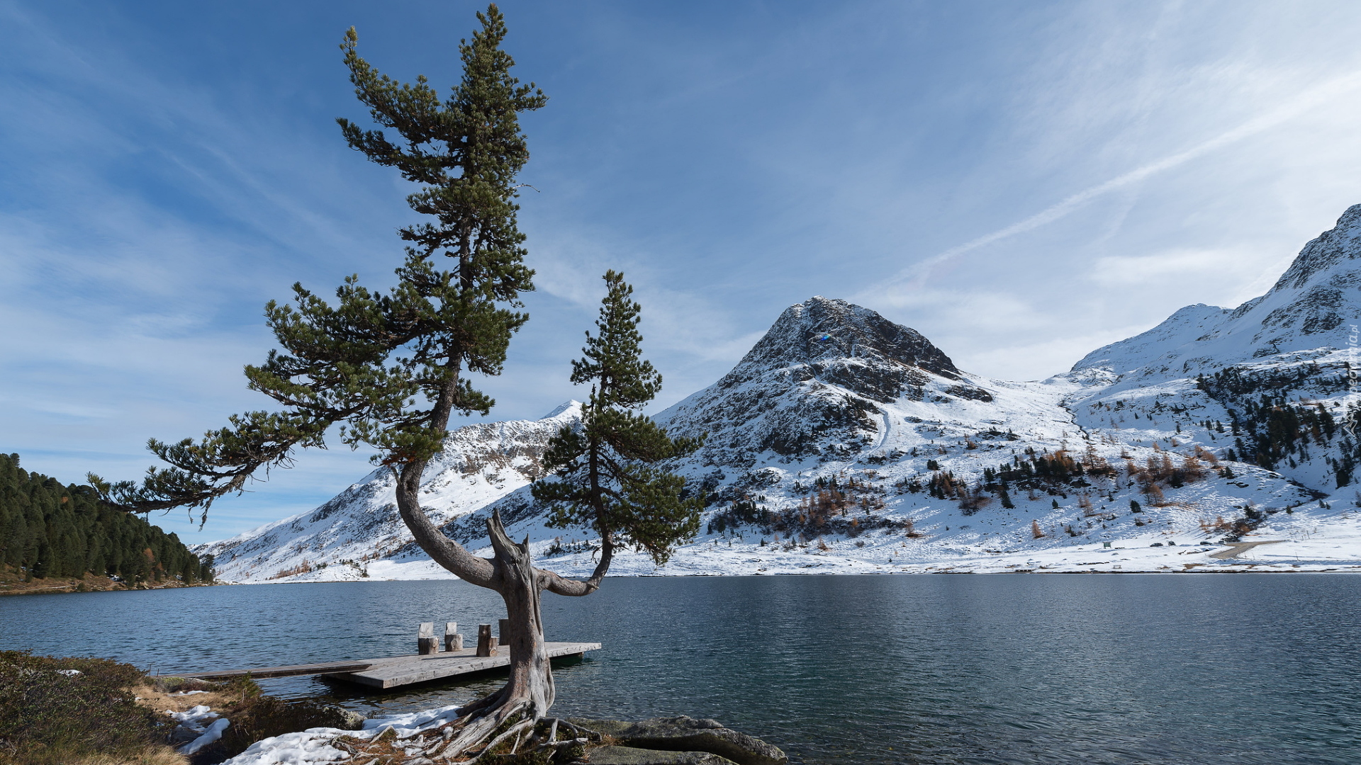 Drzewo, Sosna, Ośnieżone, Góry, Alpy, Jezioro, Obersee, Pomost, Park Narodowy Berchtesgaden, Bawaria, Niemcy