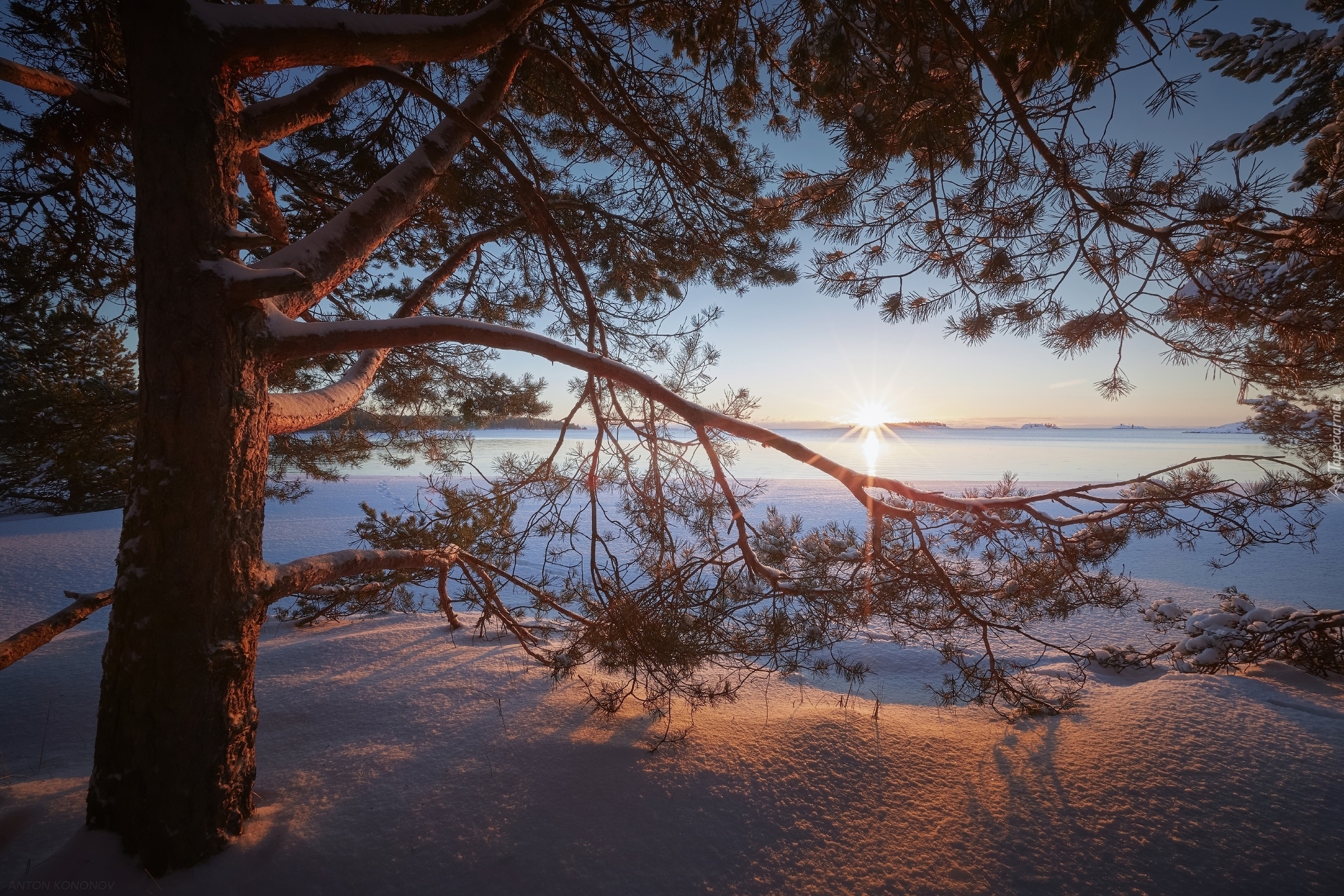Zima, Drzewo, Sosna, Jezioro Ładoga, Promienie słońca, Karelia, Rosja