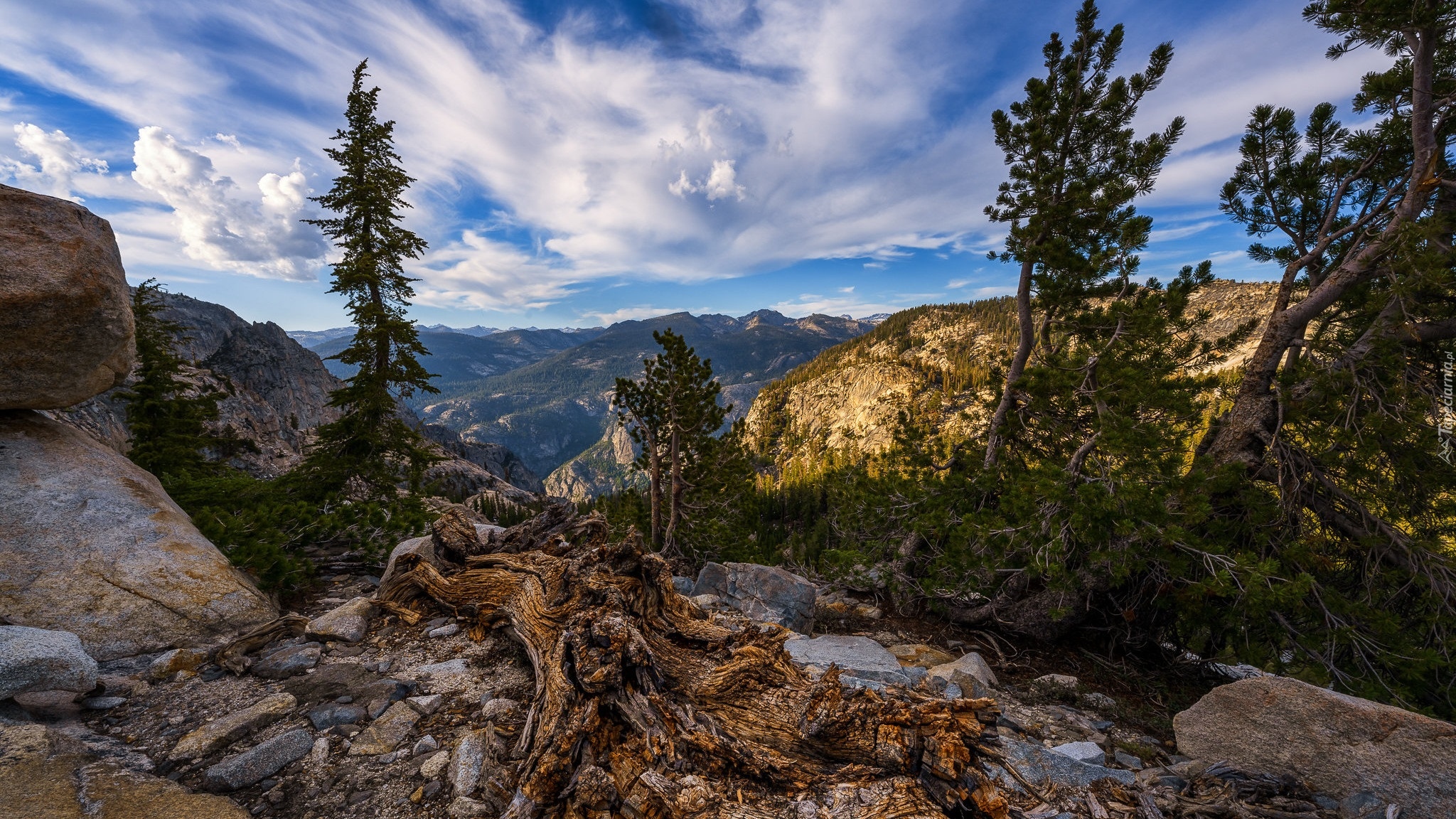 Góry, Skały, Spróchniały, Pień, Drzewa, Sosny, Park Narodowy Yosemite, Kalifornia, Stany Zjednoczone