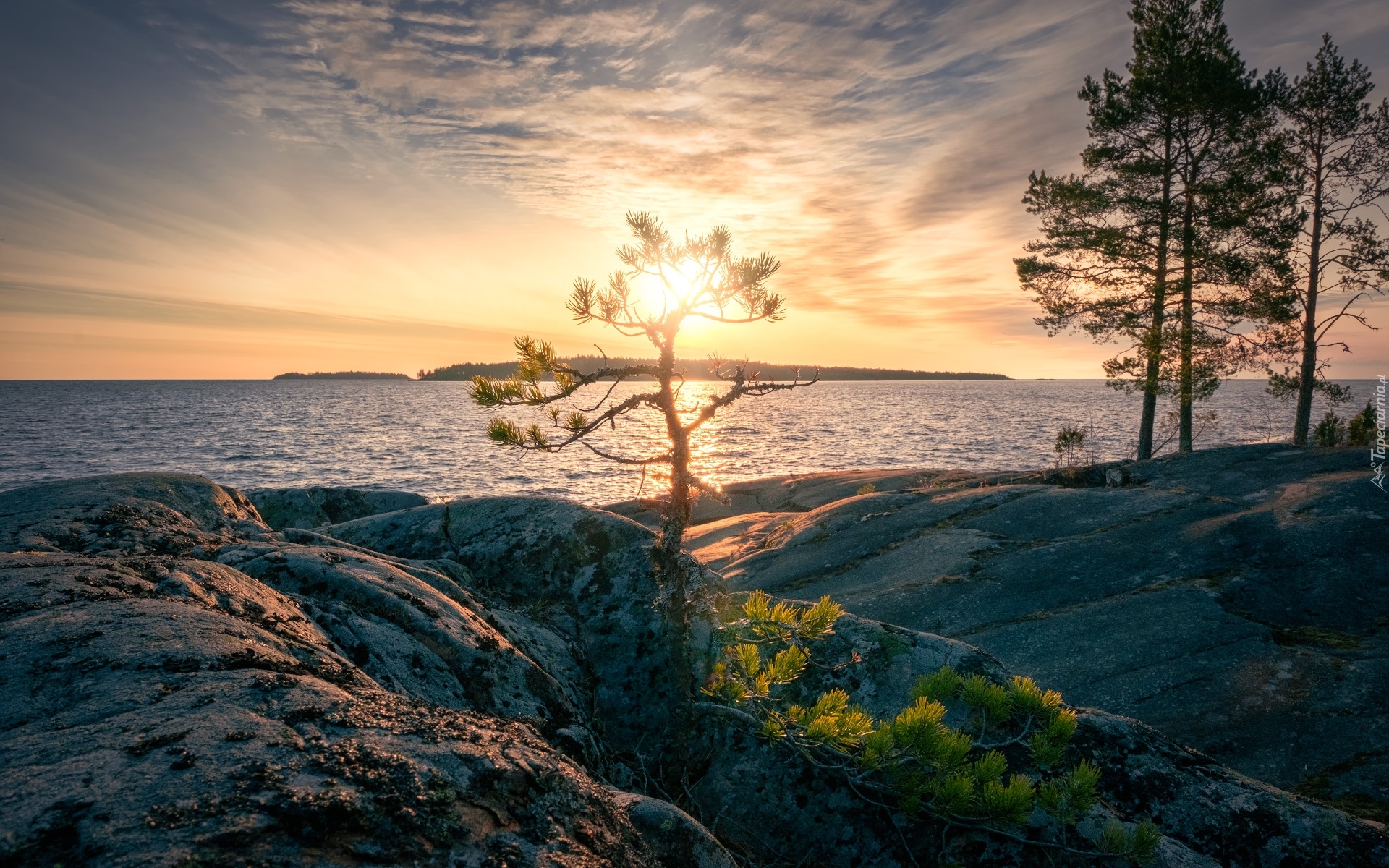 Zachód słońca, Jezioro Ładoga, Skały, Drzewa, Sosna, Karelia, Rosja