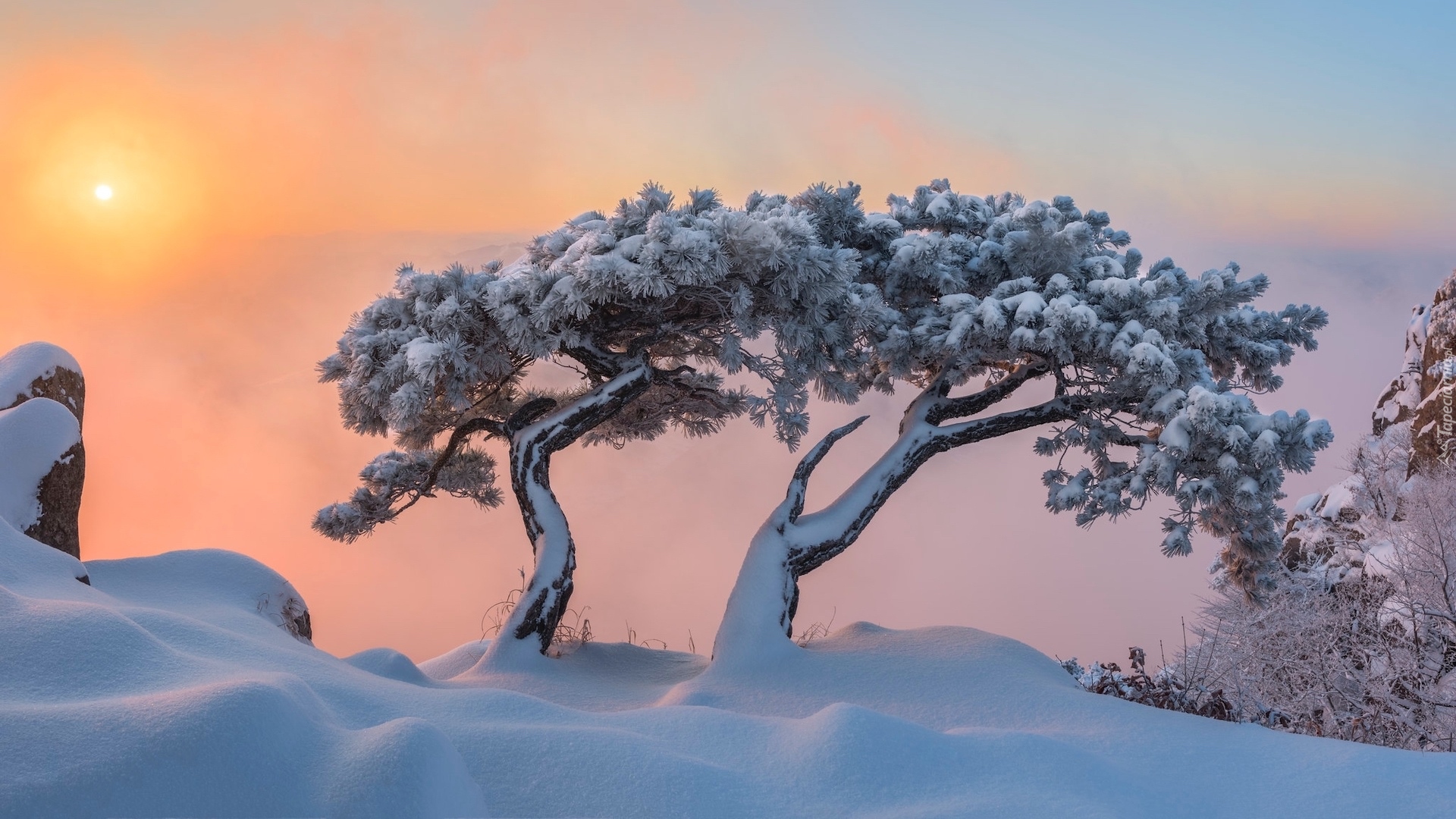 Korea Południowa, Prowincja Jeolla Północna, Park Prowincjonalny Daedunsan, Góra Daedunsan, Sosny, Wschód Słońca, Drzewa, Zima, Mgła