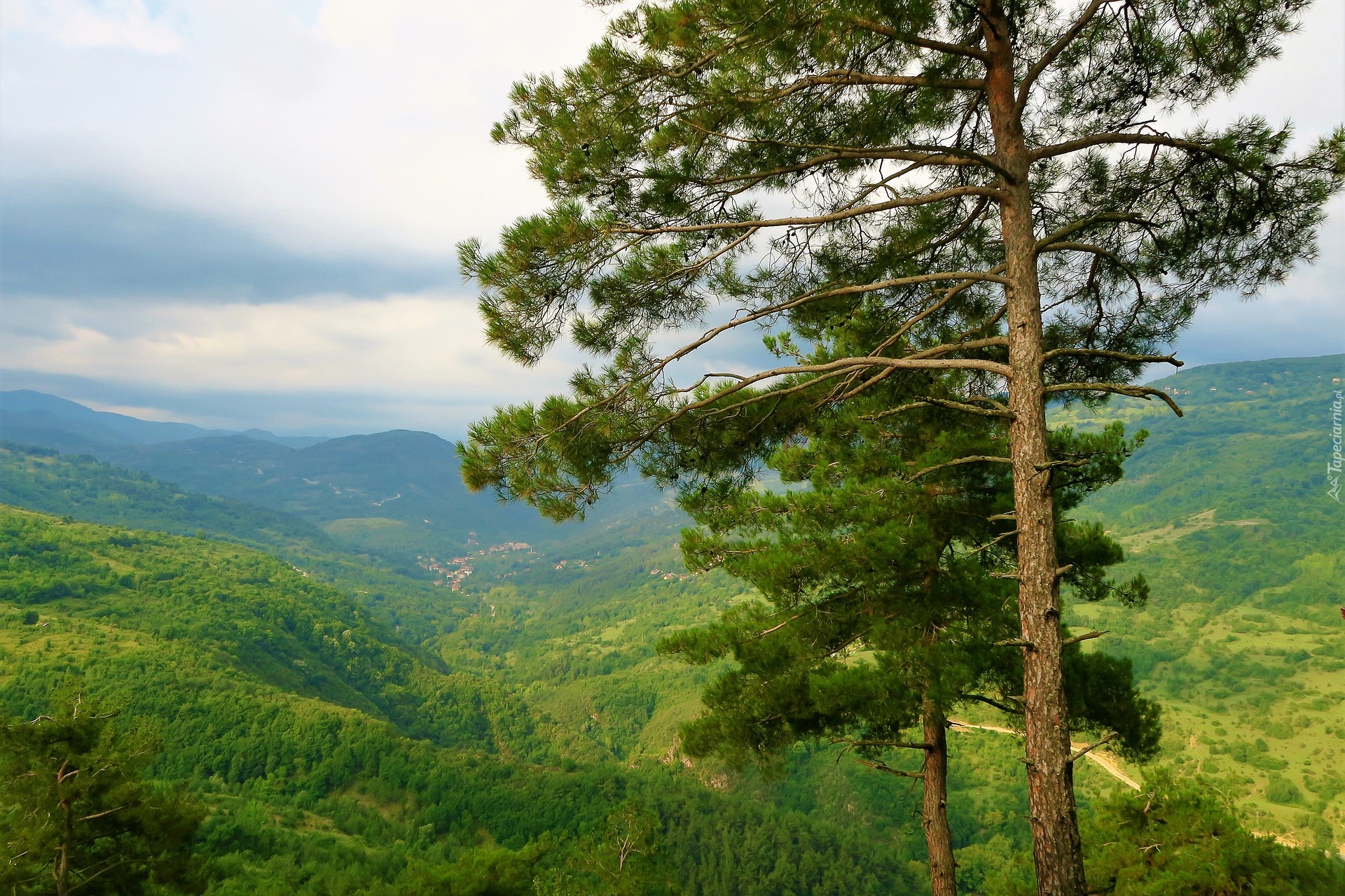 Sosny, Wzgórze, Dolina, Góry