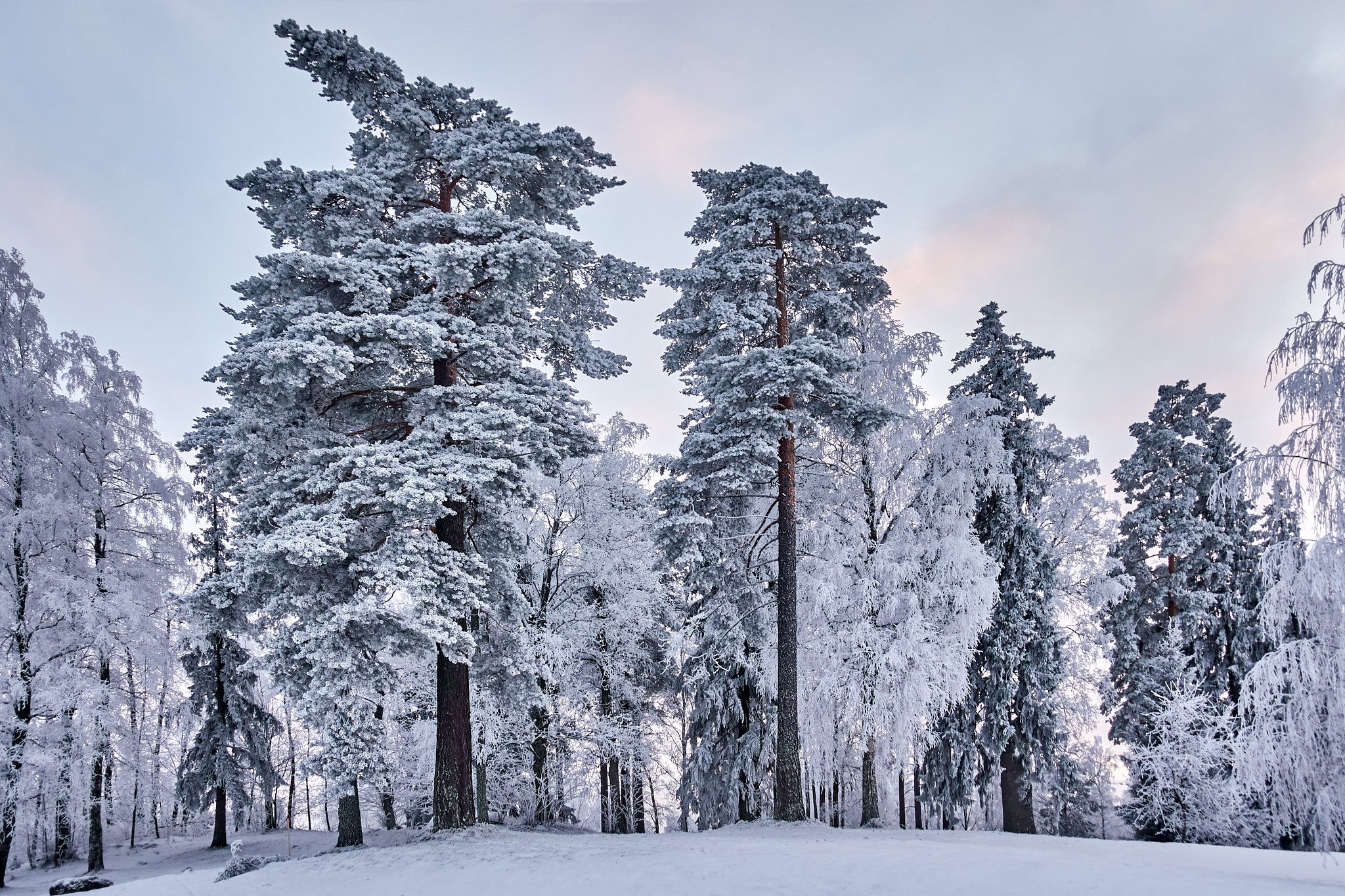 Drzewa, Sosny, Zima