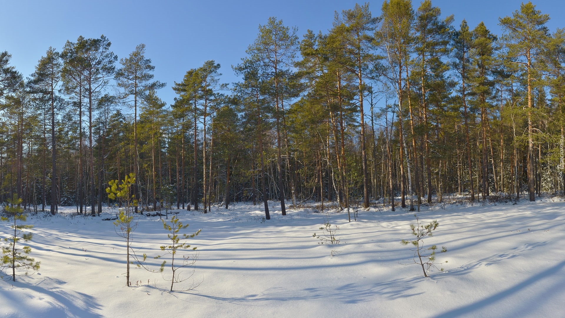 Zima, Śnieg, Las, Sosny