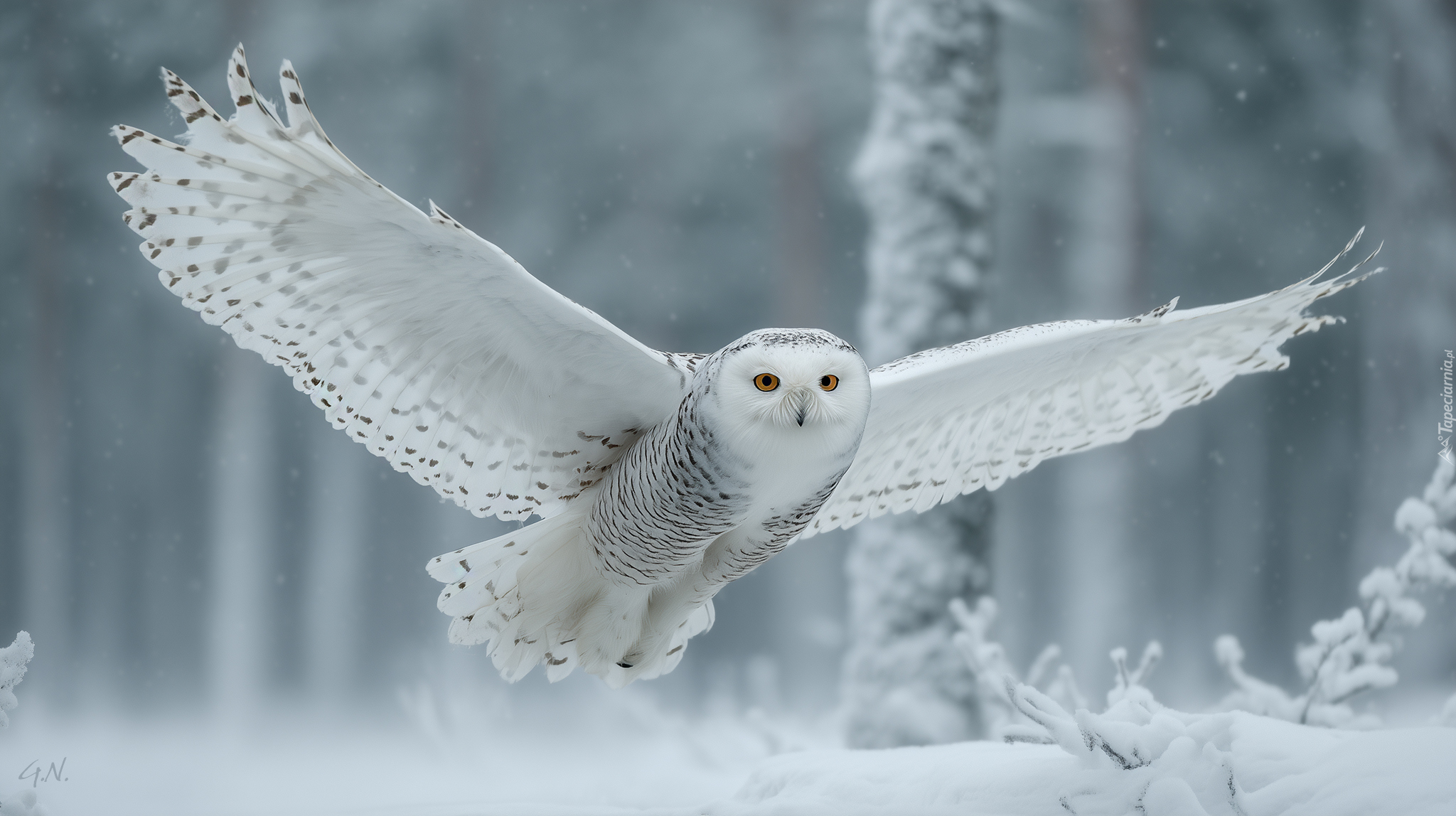 Biała, Sowa śnieżna, Zima, Grafika AI