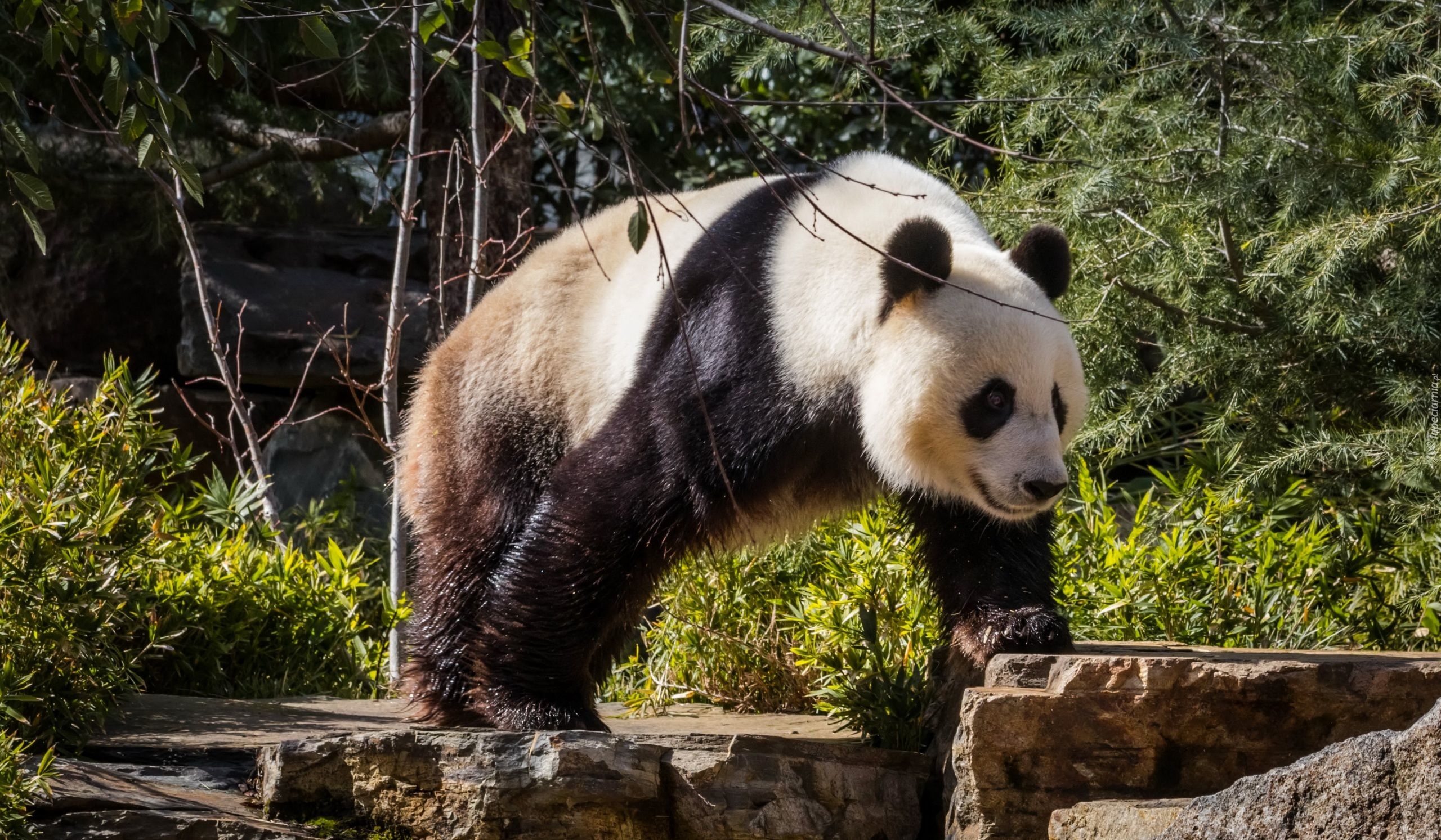 Panda, Zarośla