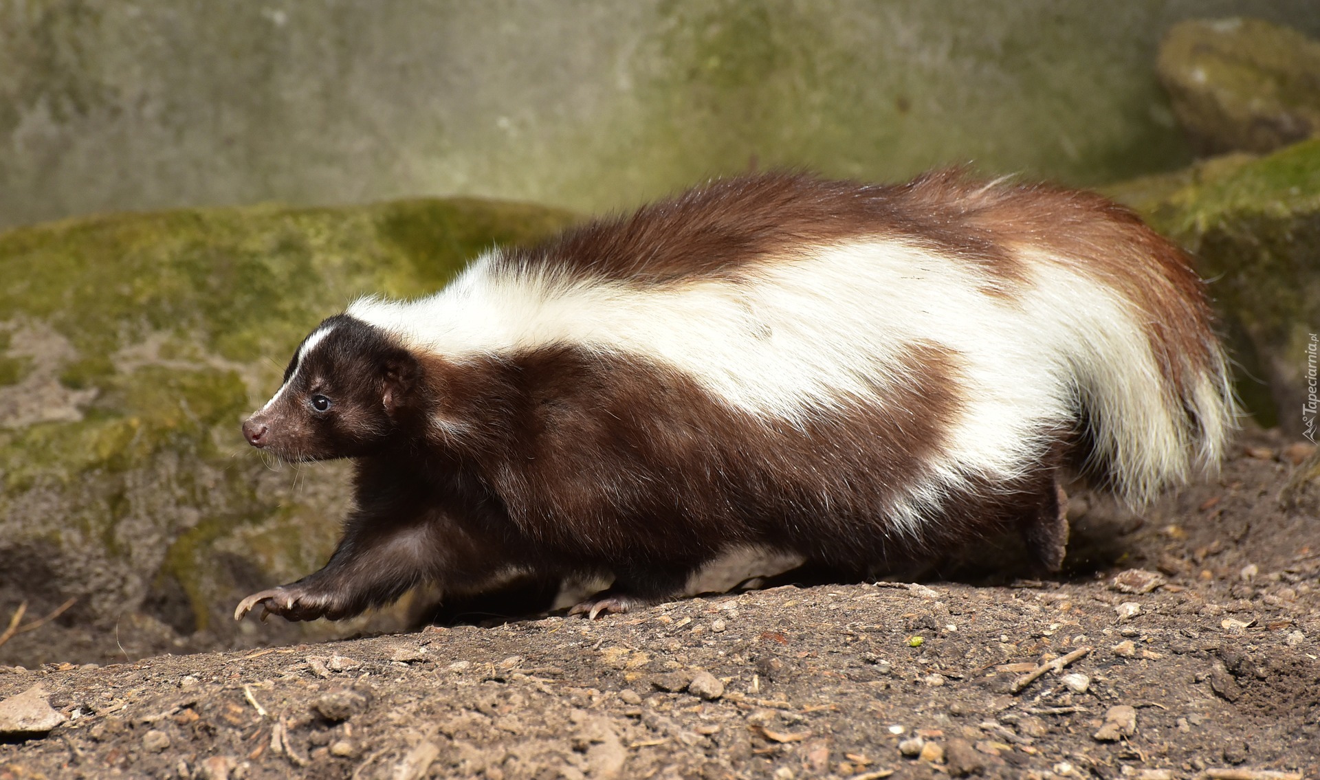 Skunks, Skały