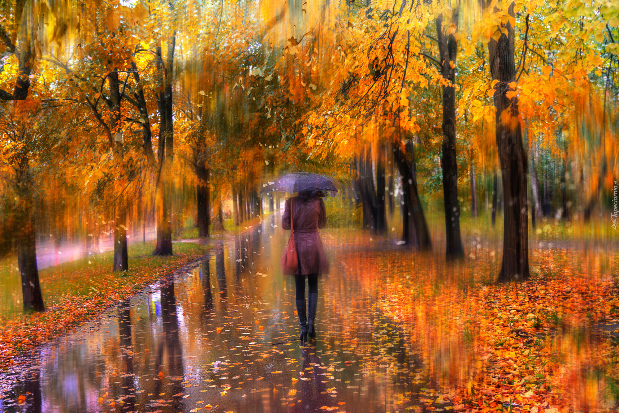 Jesień, Liście, Deszcz, Drzewa, Kobieta, Parasol