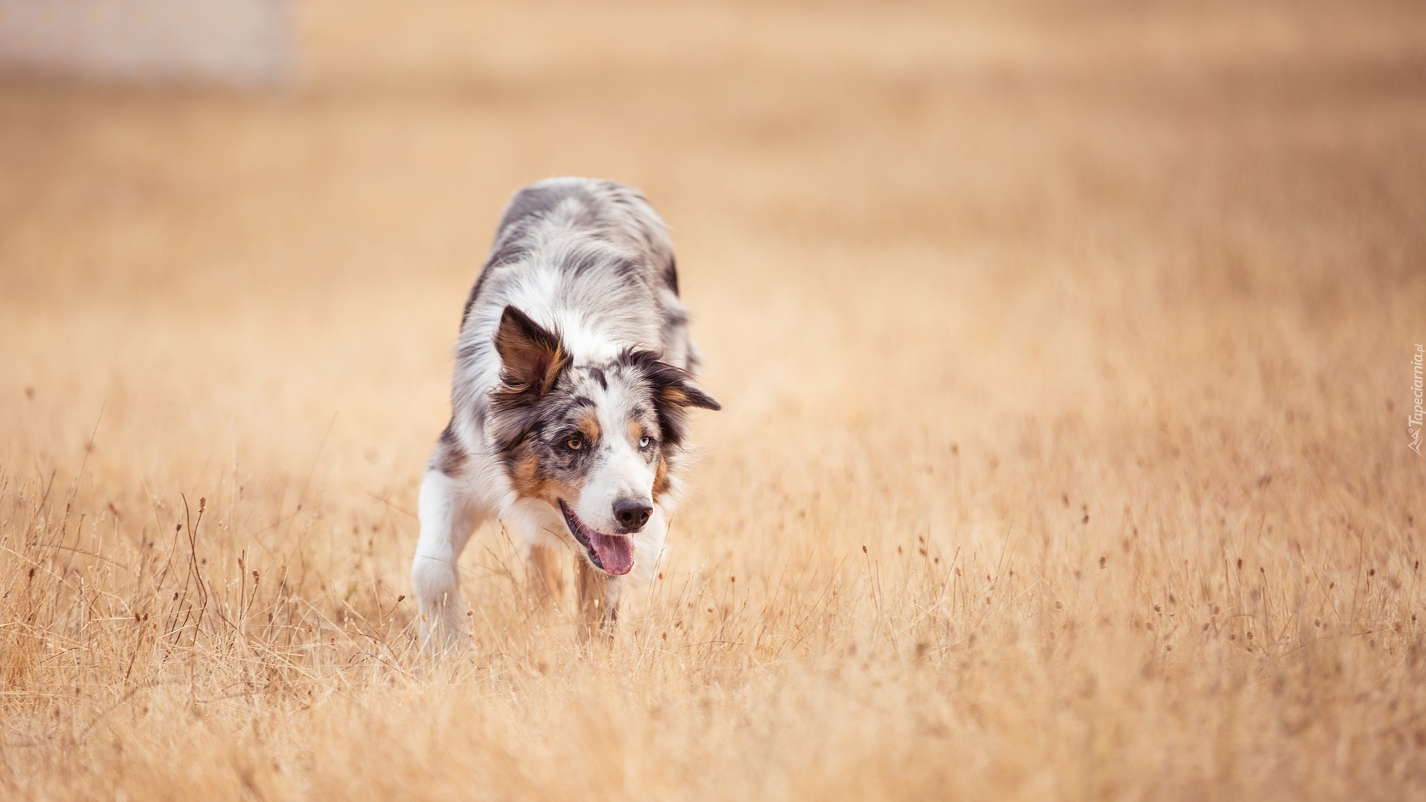 Pies, Border collie, Łąka, Trawy
