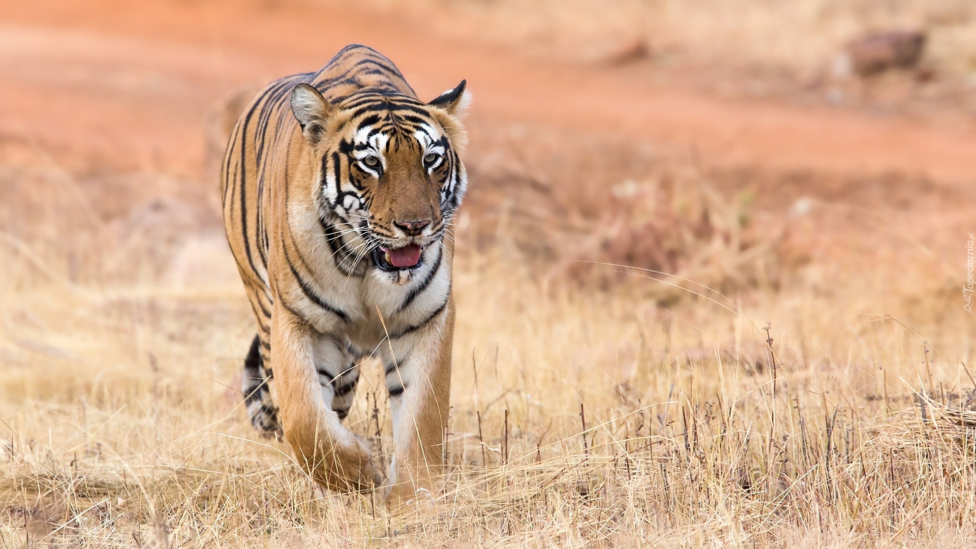 Tygrys bengalski