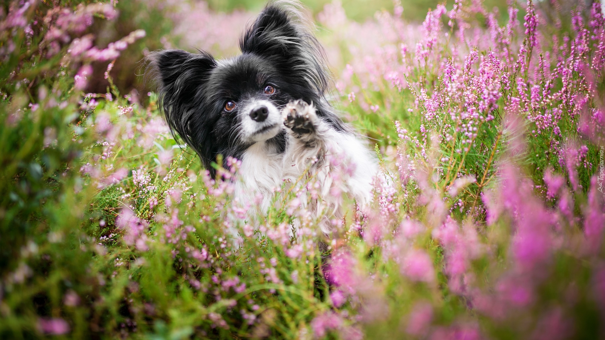 Piesek, Spaniel kontynentalny miniaturowy Papillon, Wrzosy