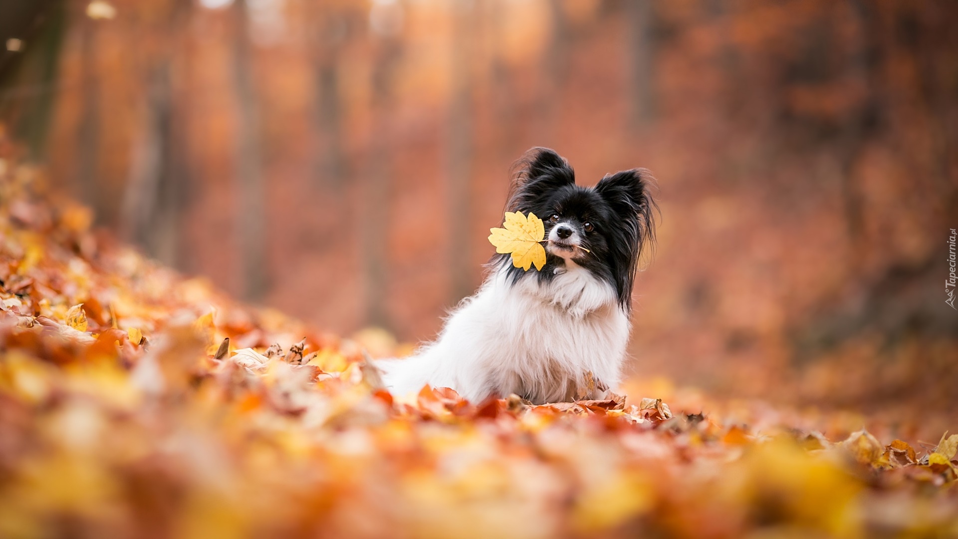 Pies, Spaniel kontynentalny miniaturowy Papillon, Liście, Rozmyte, Tło