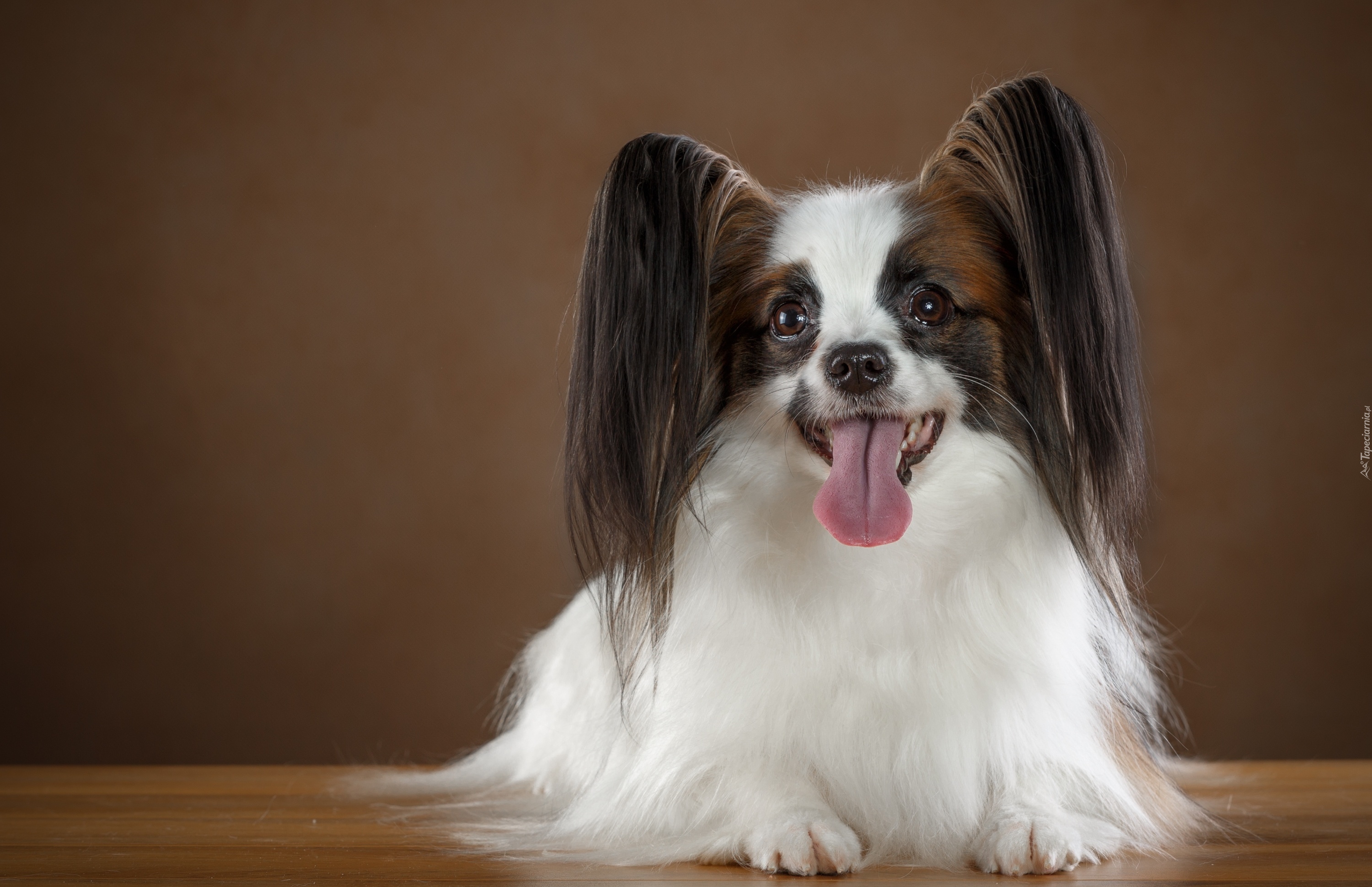 Spaniel kontynentalny miniaturowy papillon, Język