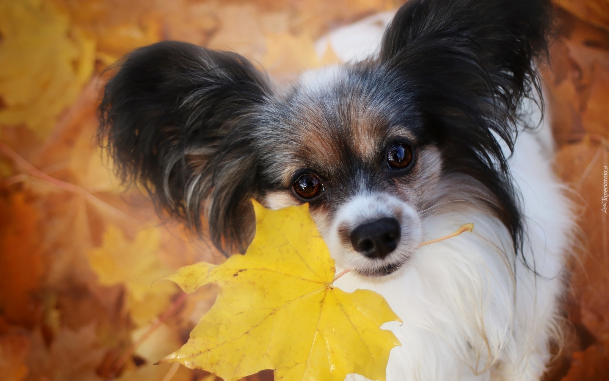 Pies, Spaniel kontynentalny miniaturowy Papillon, Liść