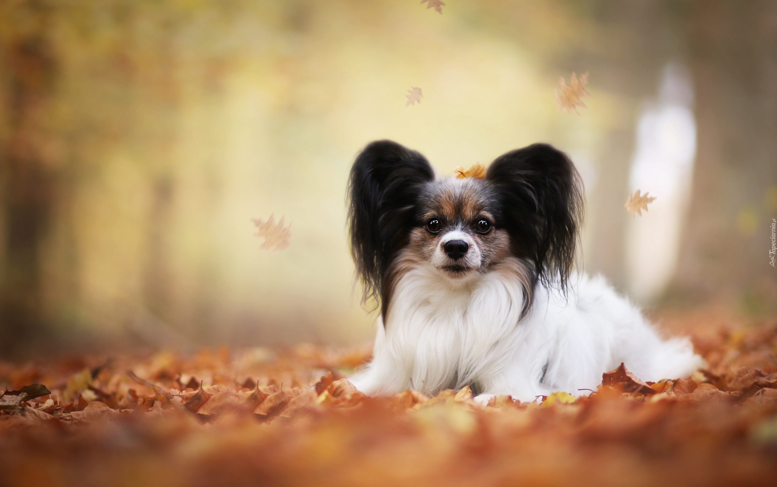 Spaniel miniaturowy, Papillon, Liście