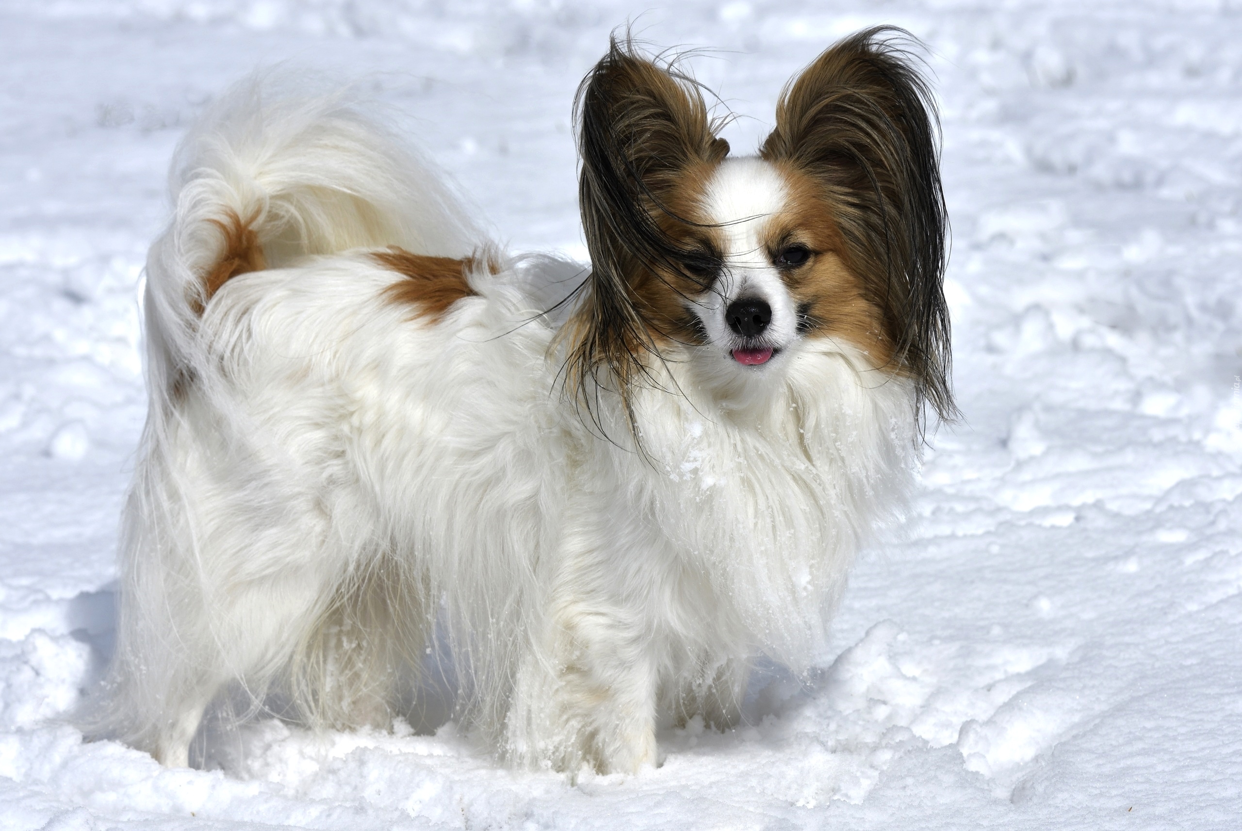 Pies, Spaniel kontynentalny miniaturowy Papillon, Śnieg