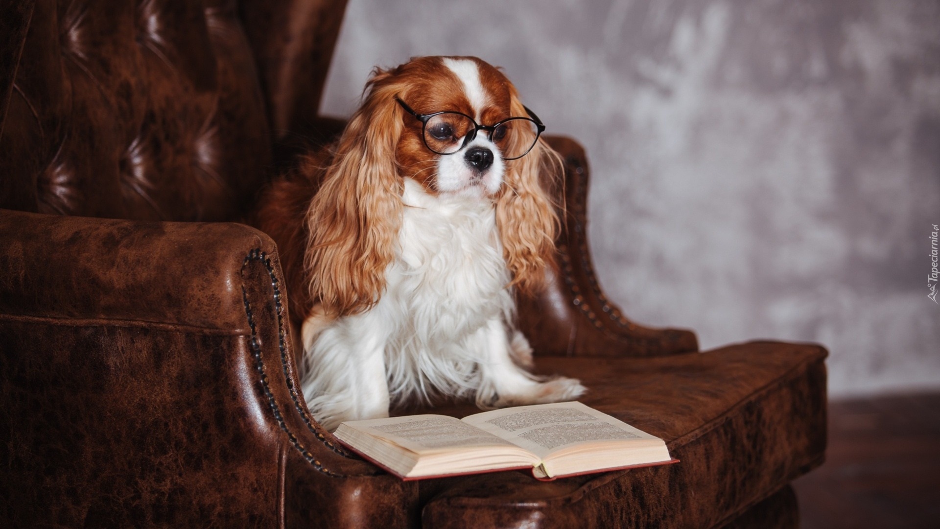 Pies, Cavalier King Charles spaniel, Okulary, Fotel, Książka