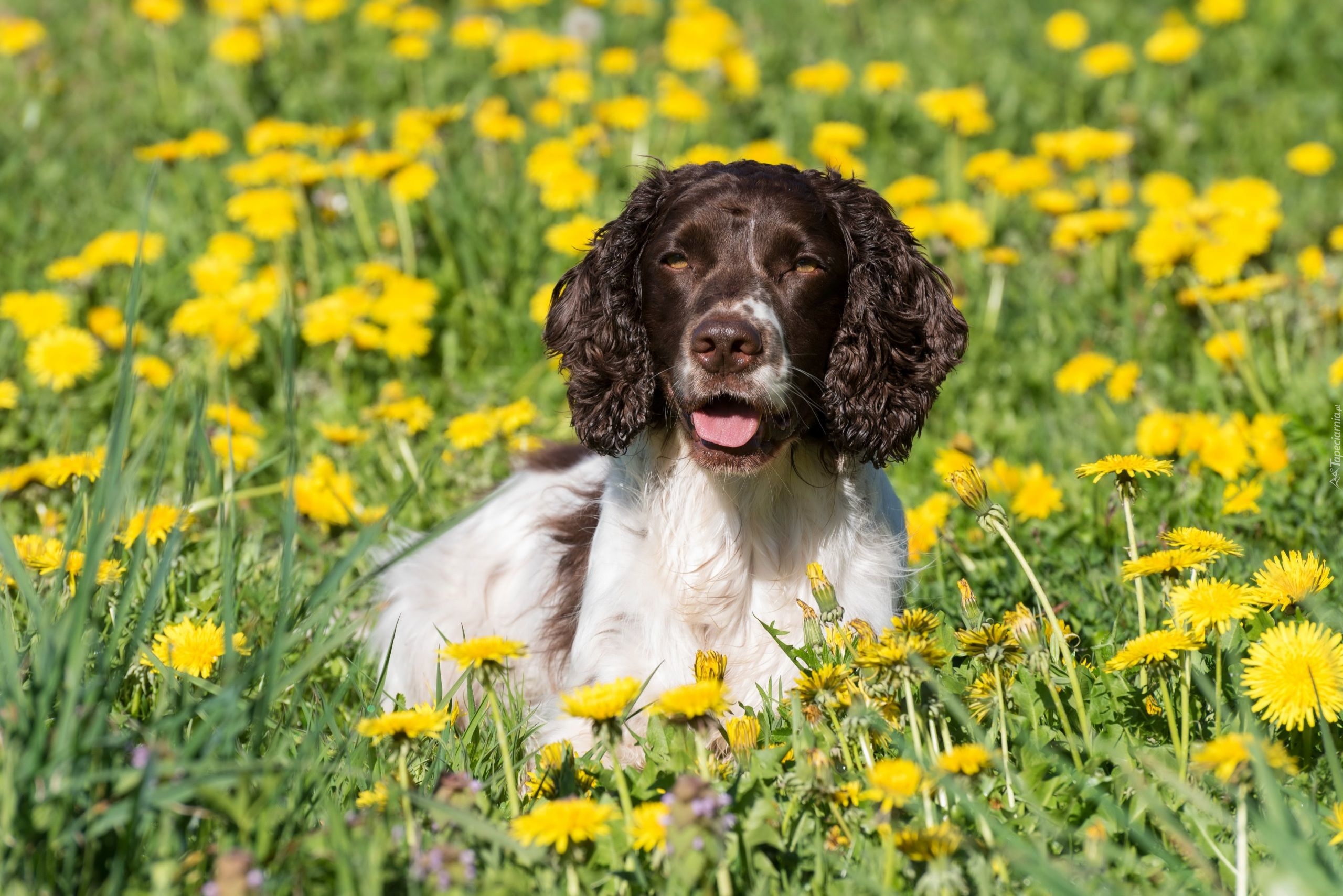 Pies, Springer spaniel angielski, Łąka, Kwiaty, Mniszek