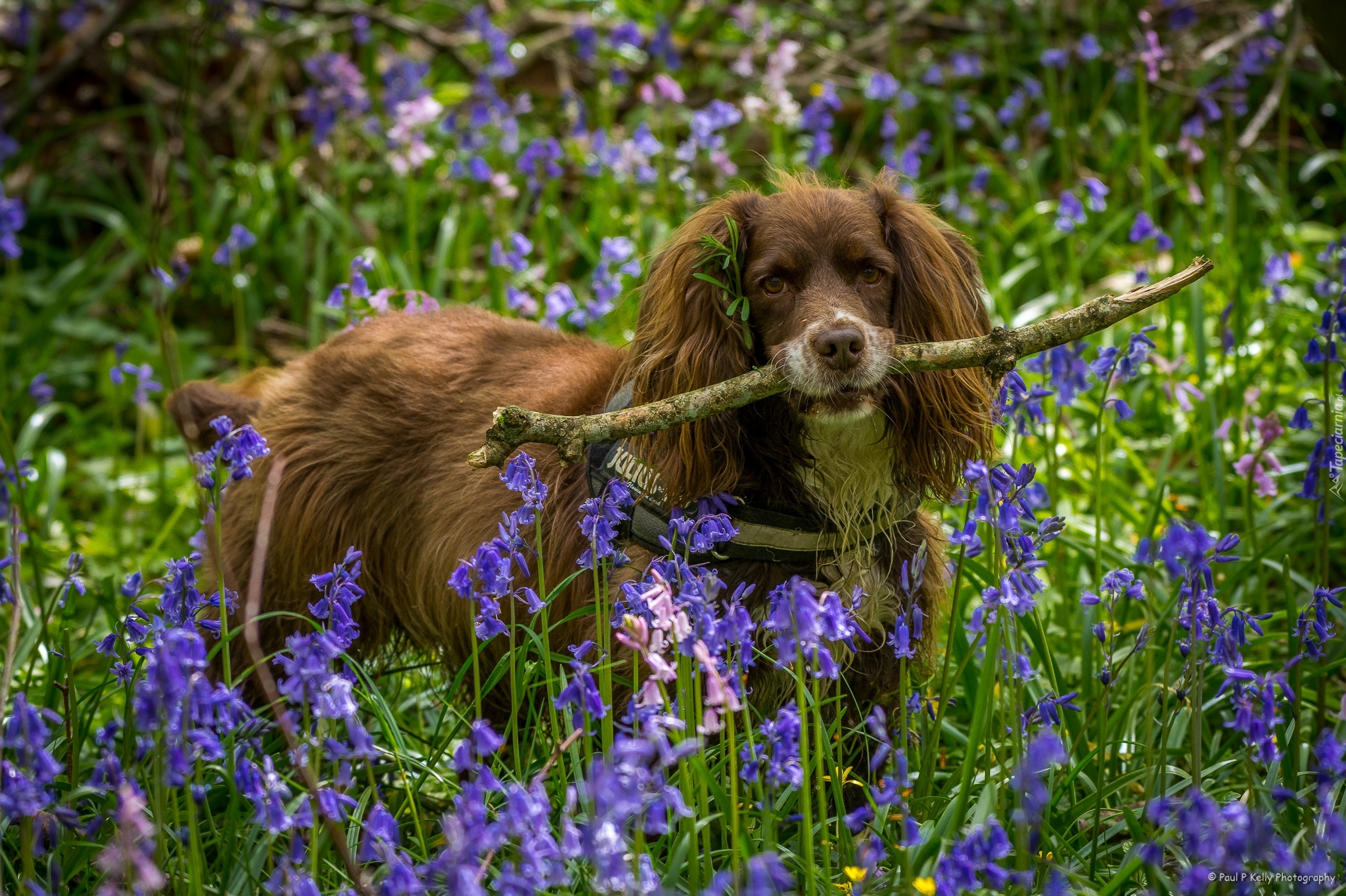 Spaniel, Patyk, Kwiaty, Hiacyntowce