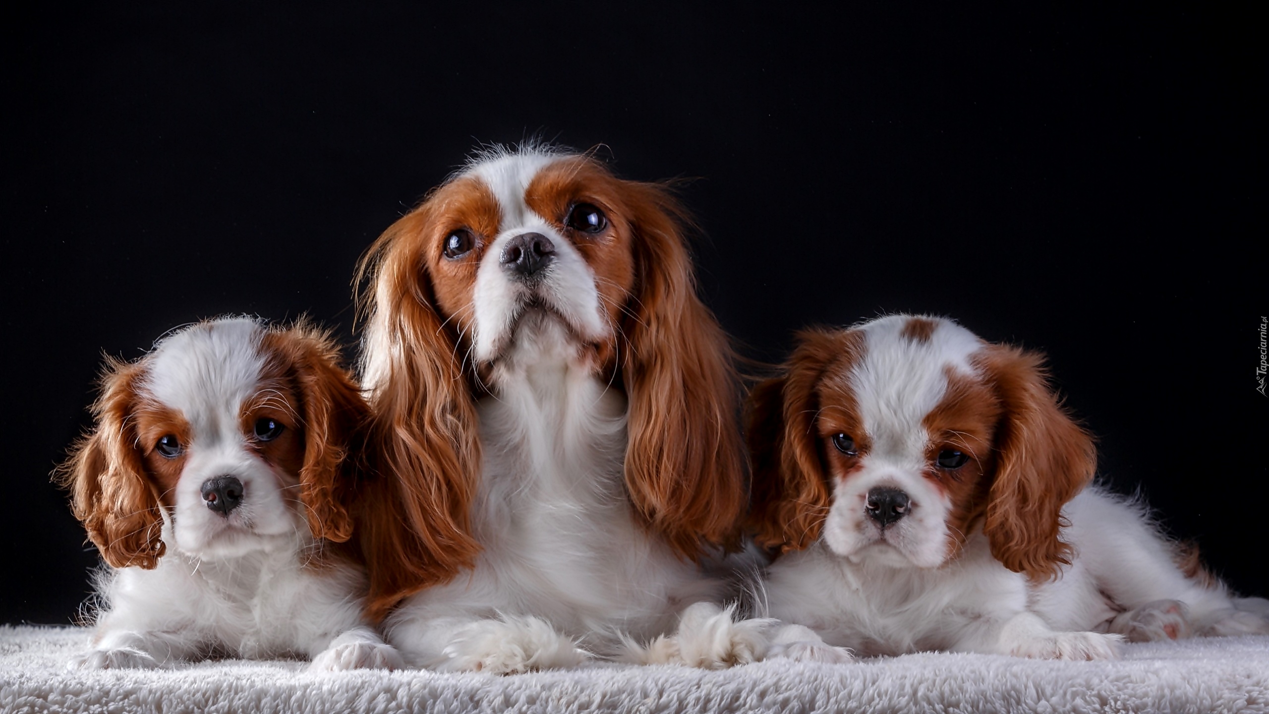 Cavalier king charles spaniel, Szczenięta, Suczka, Koc, Ciemne tło