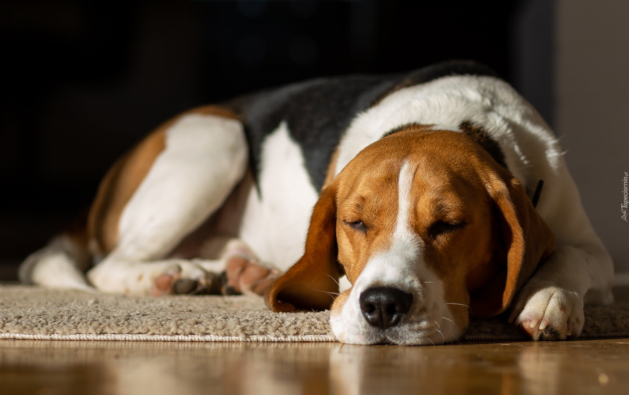 Śpiący, Pies, Beagle, Dywan