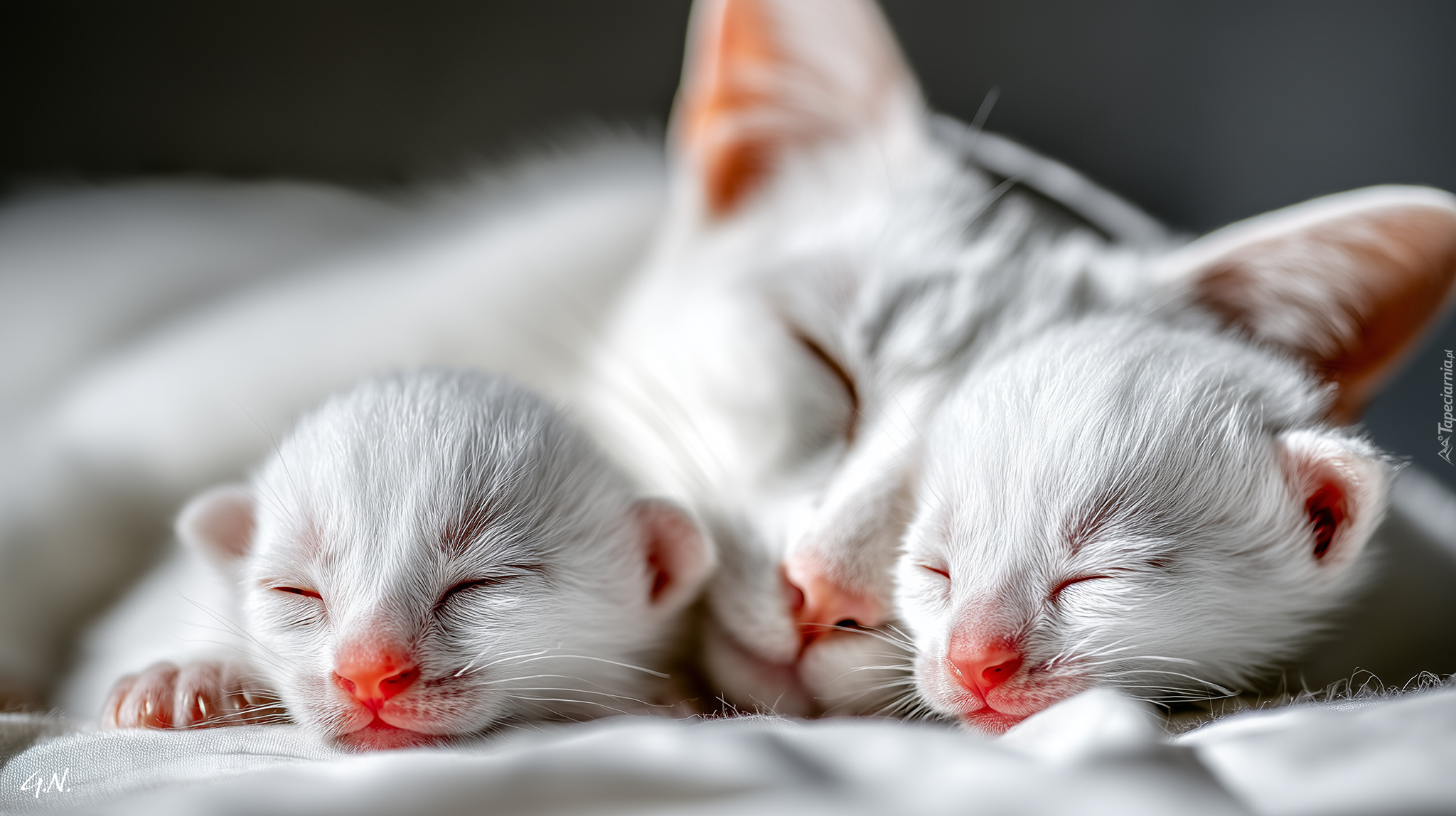 Śpiące, Białe, Koty, Dwa, Kocięta, Grafika AI