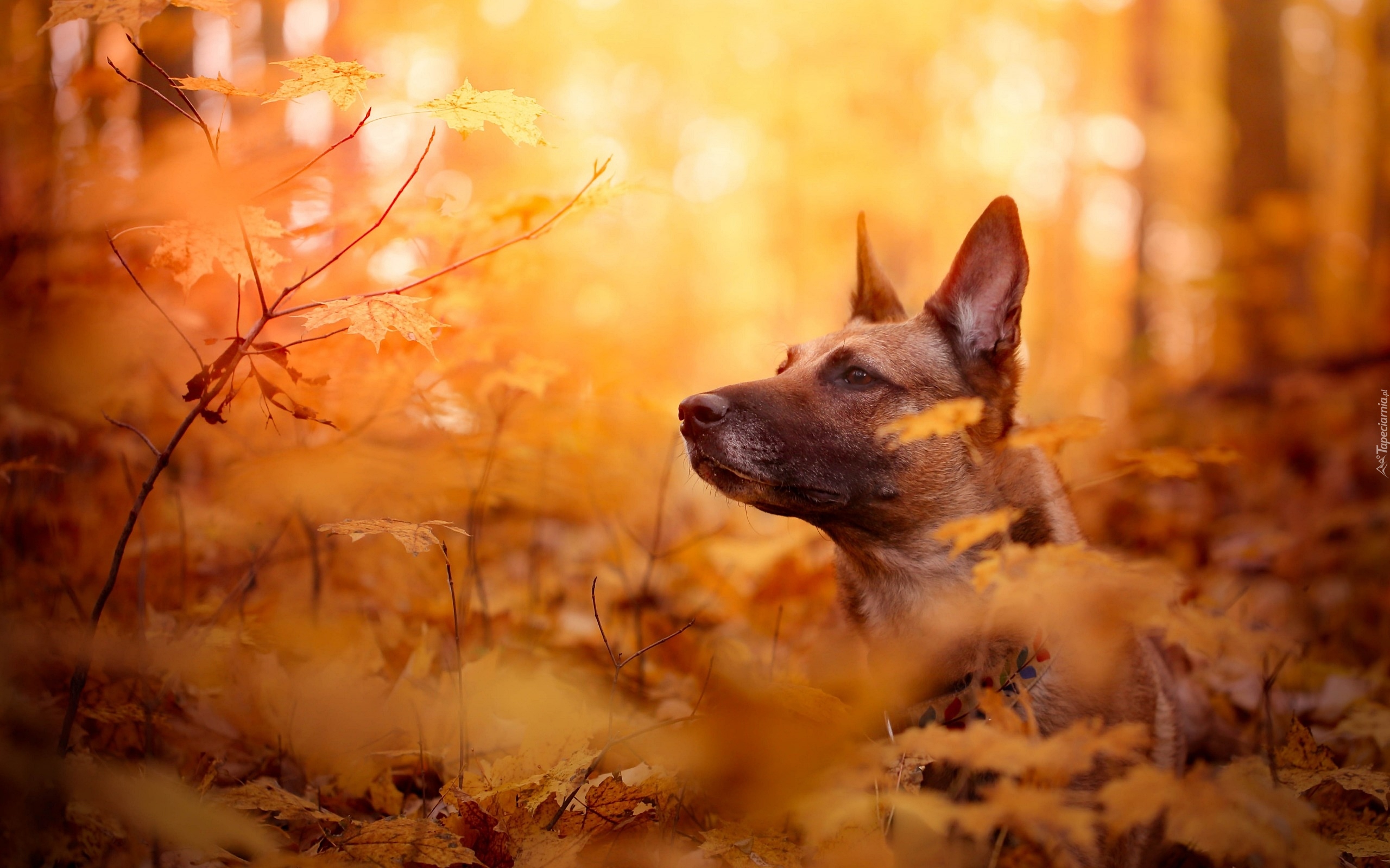 Pies, Owczarek belgijski malinois, Liście