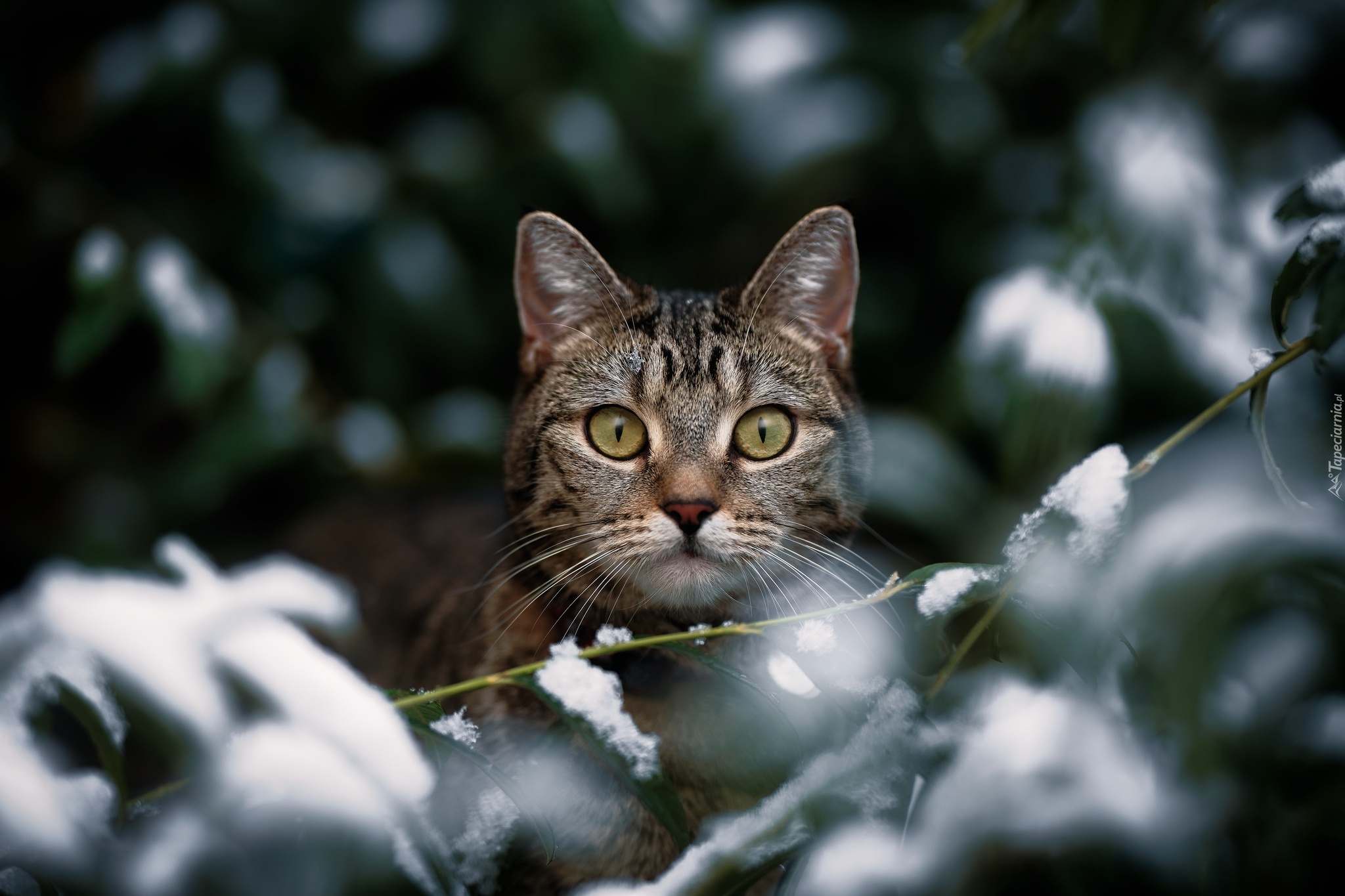 Kot, Spojrzenie, Gałązki, Śnieg