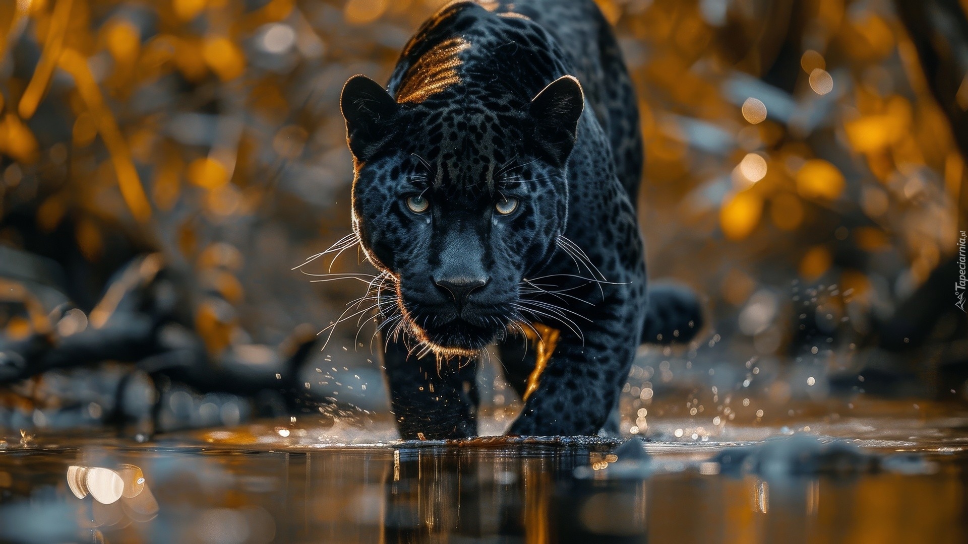 Czarny, Lampart, Woda