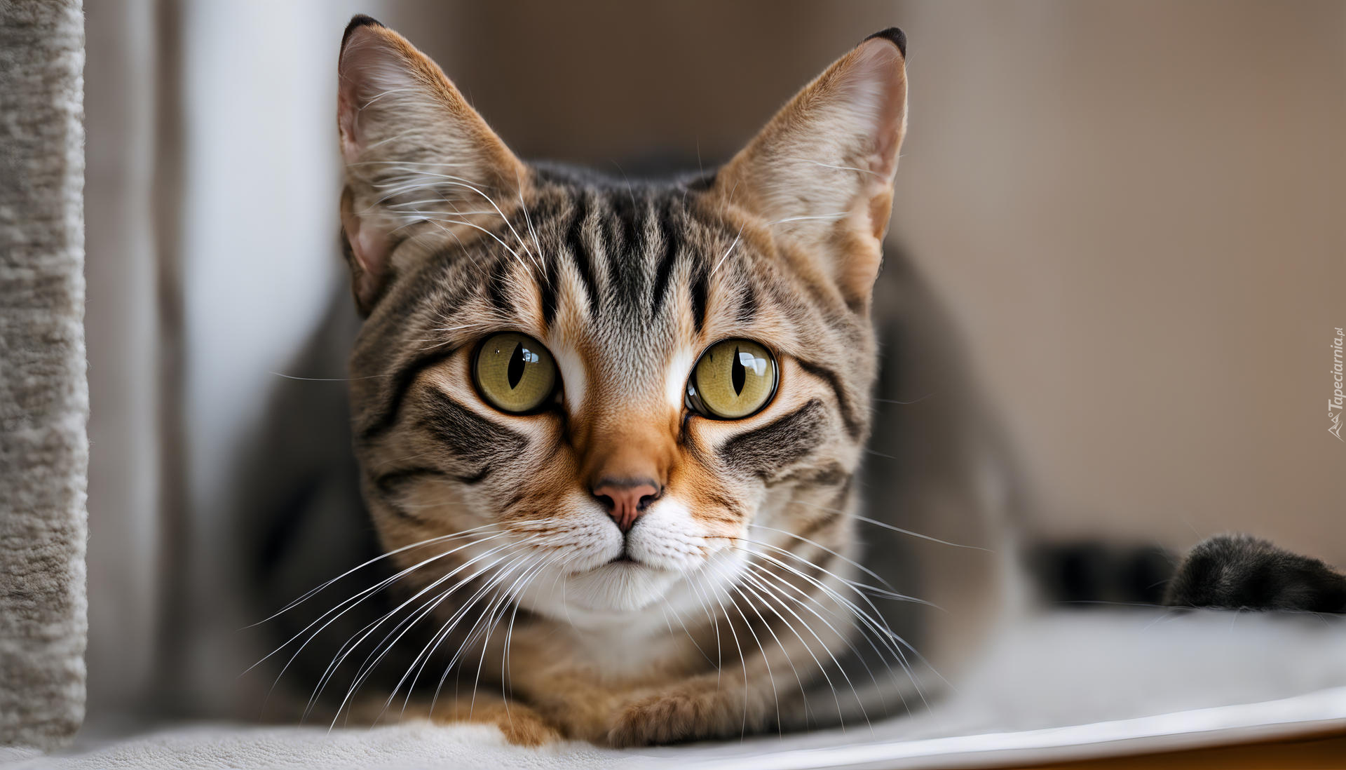 Kot, Żółte, Oczy, Zbliżenie